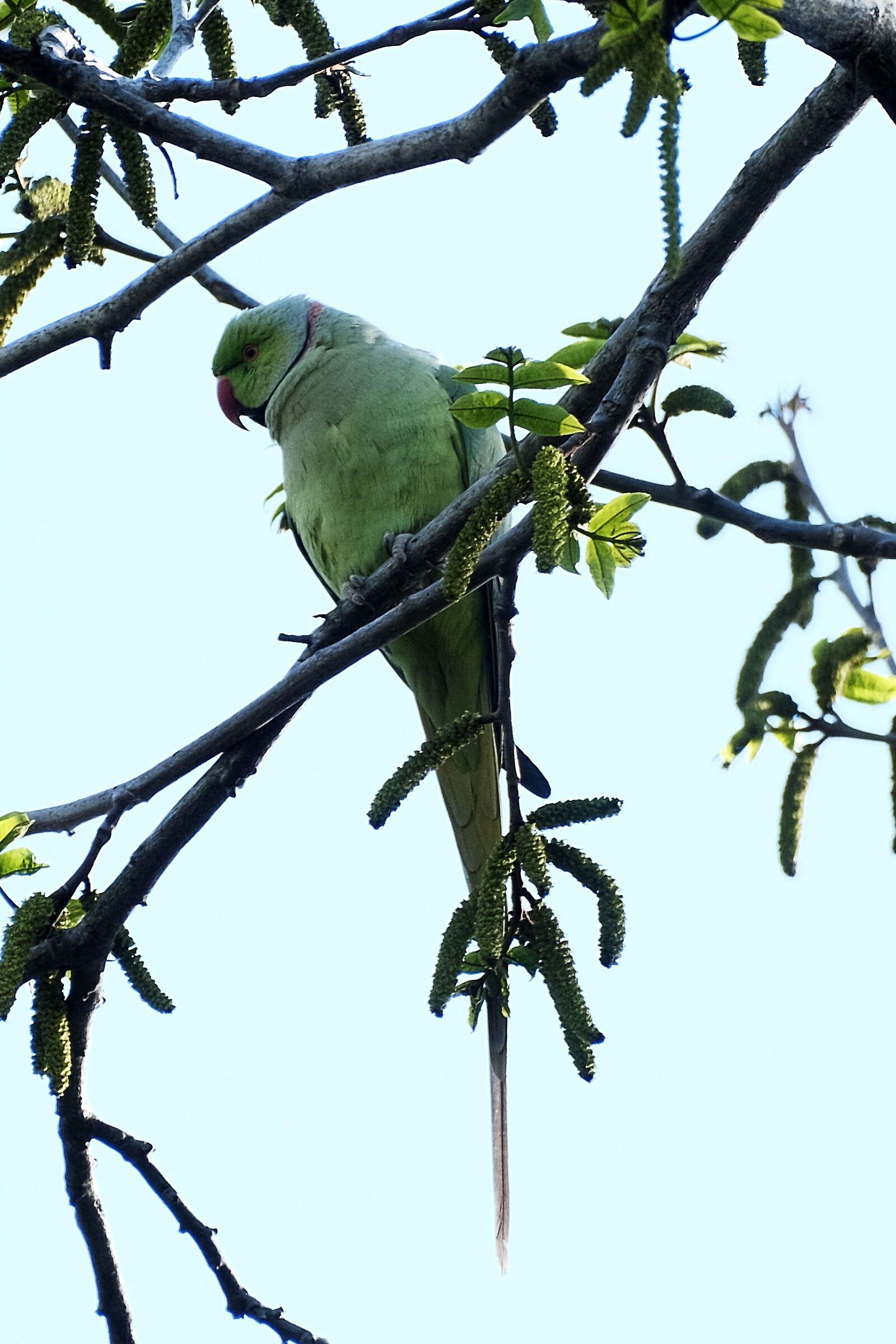Parrocchetto al Parco