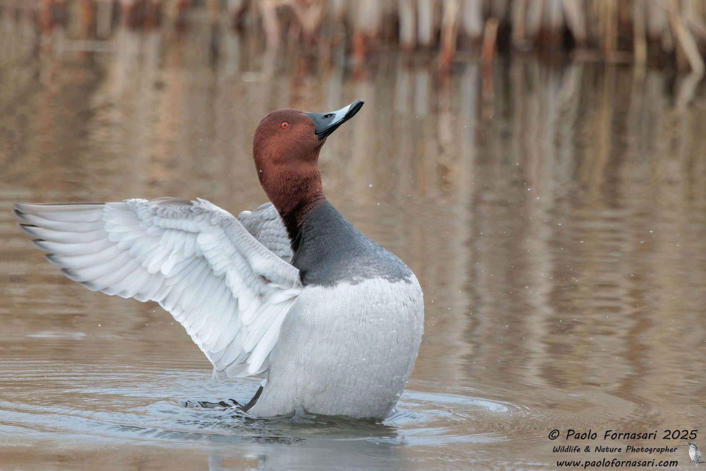 Pochard (Ayhtya ferina)