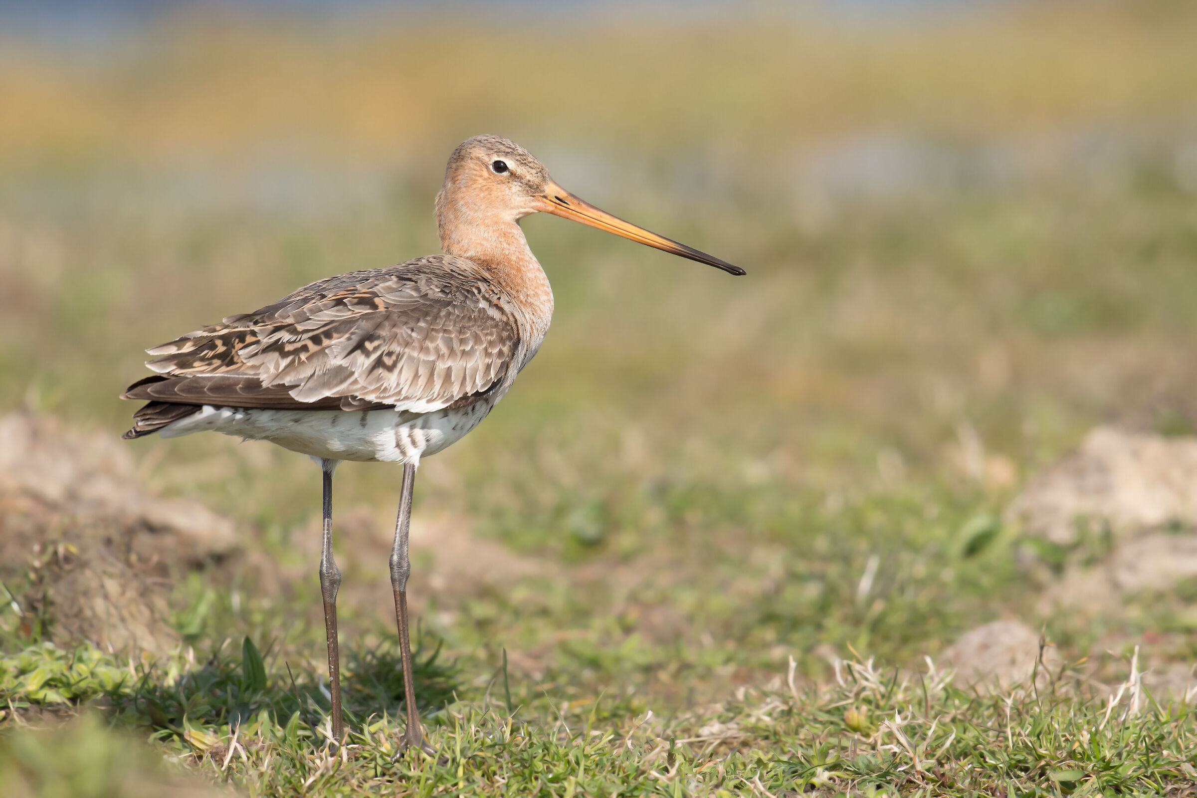 Black-tailed Godwit