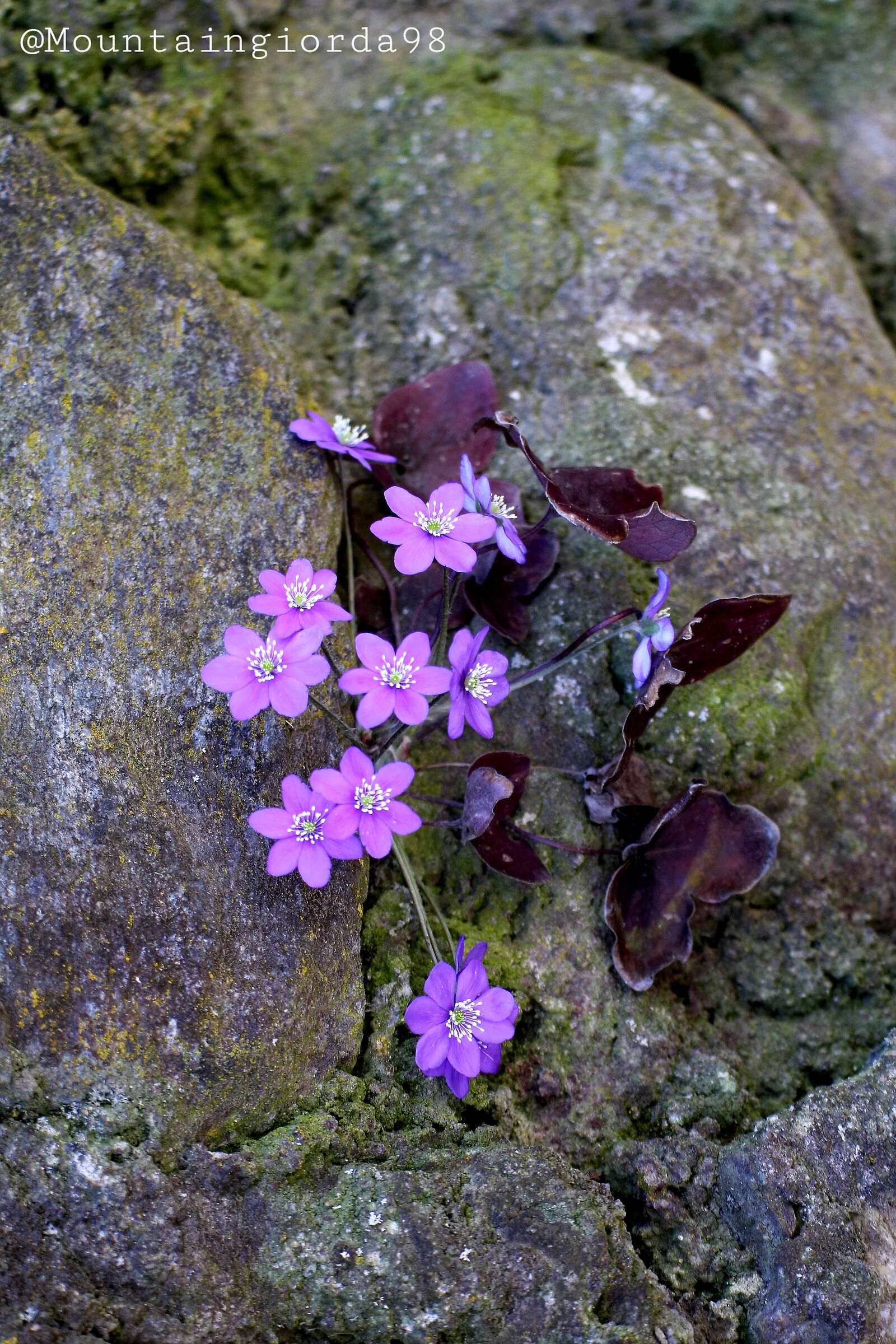 Violets