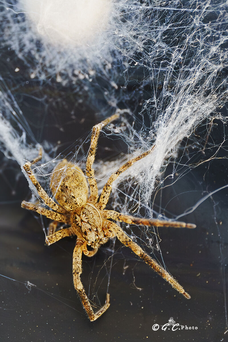 False licosa (Zoropsis spinimana)