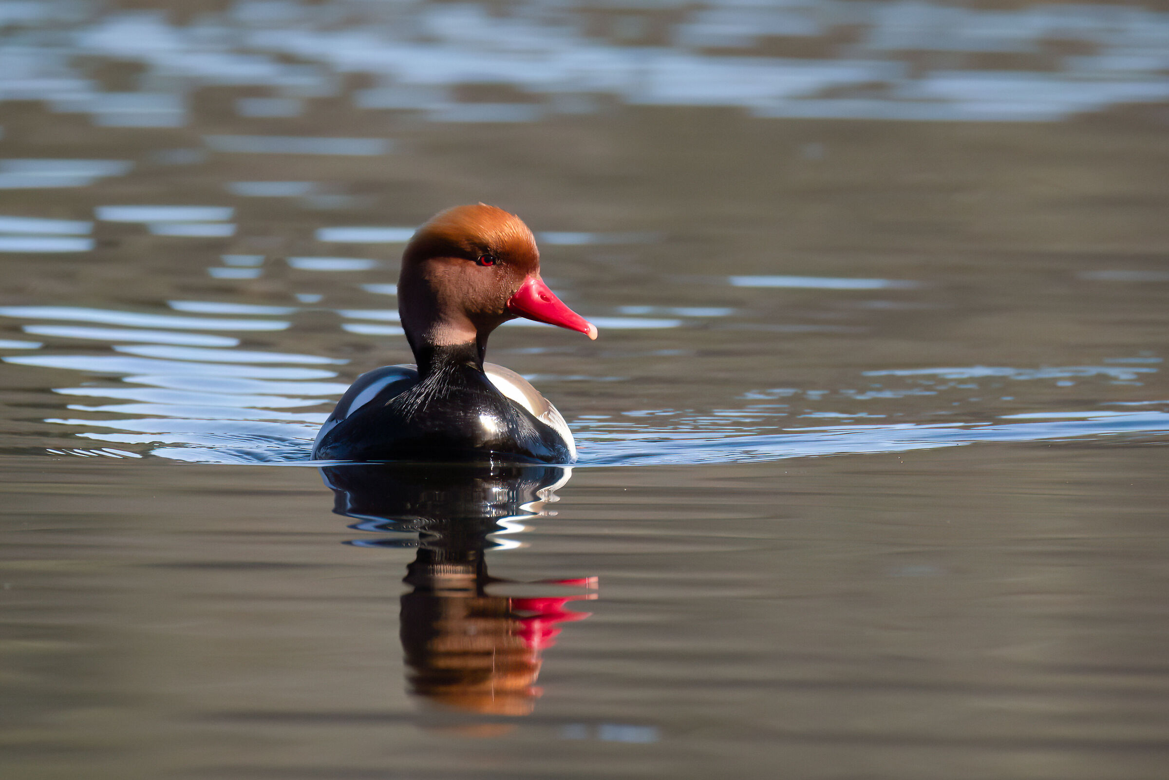 Red-crested pochard