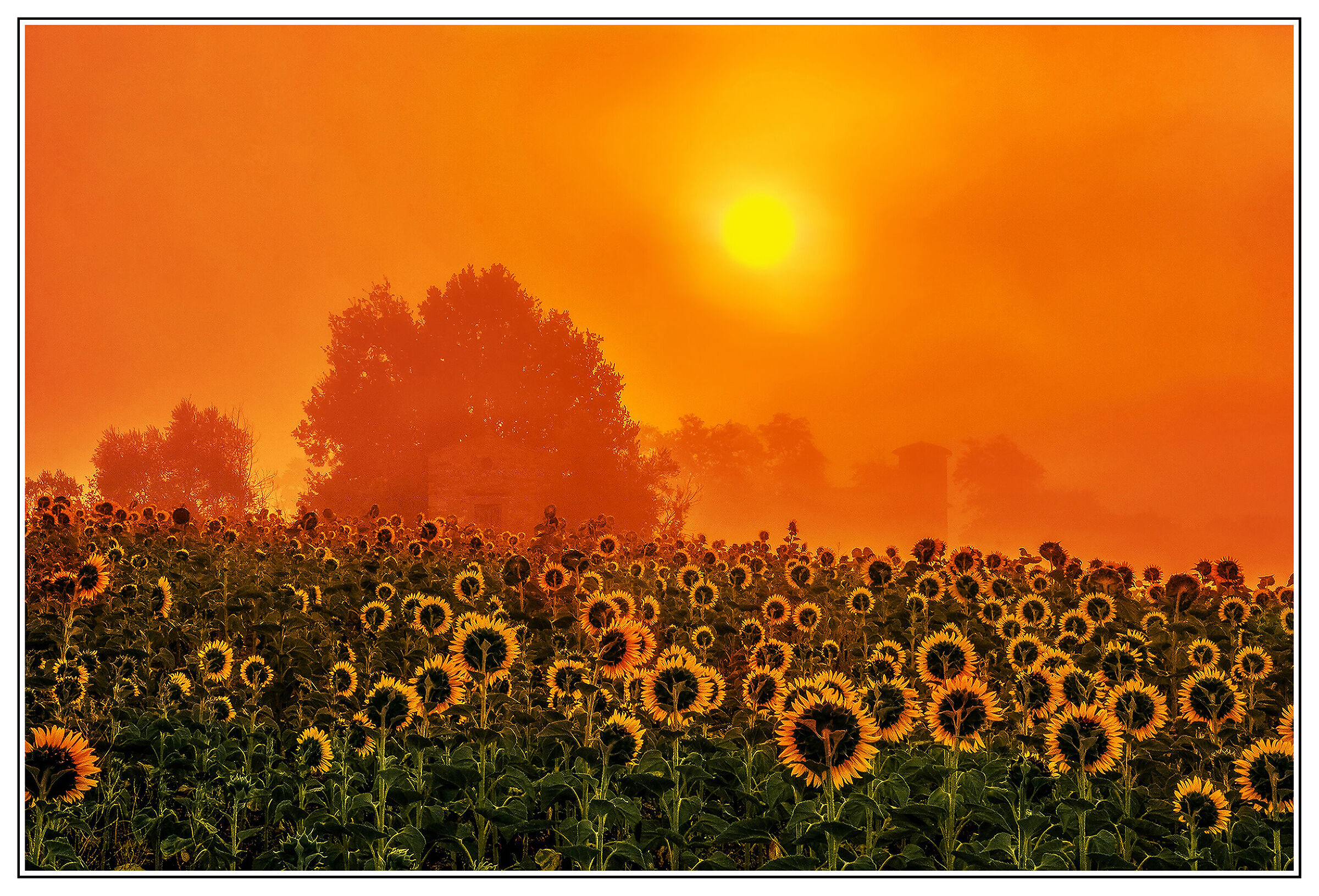 Fog on Sunflowers