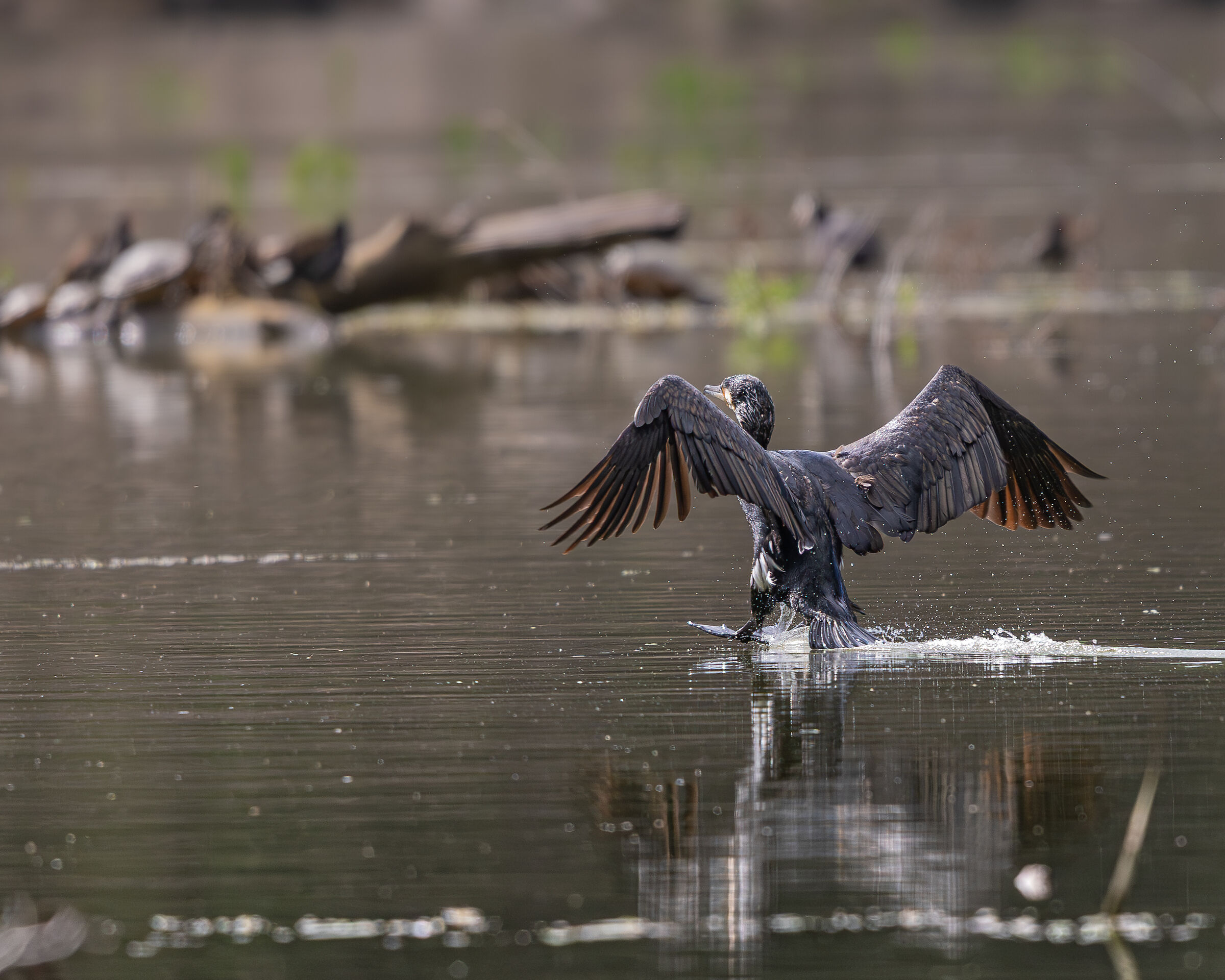 The ditching of the cormorant