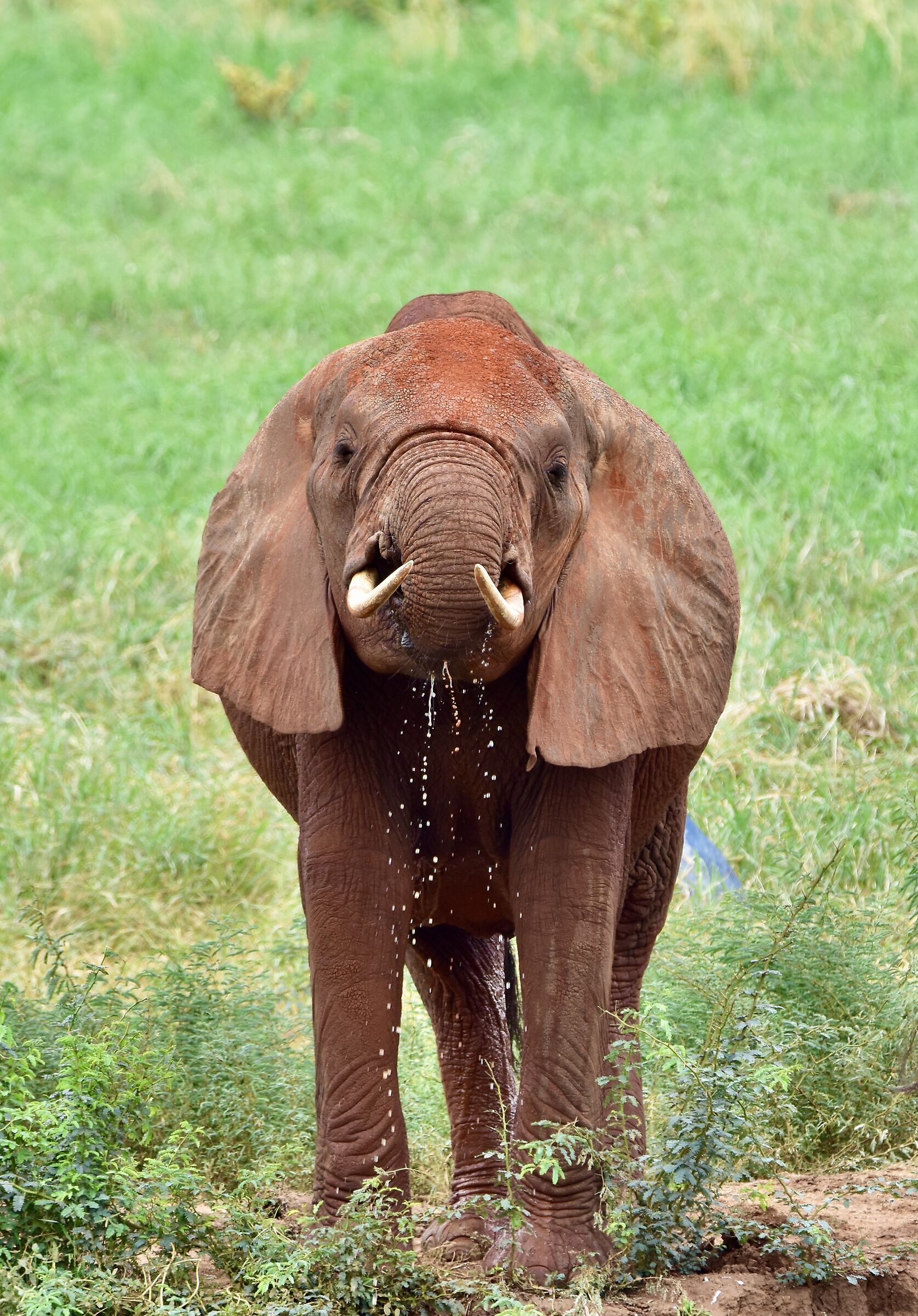 Something to drink?