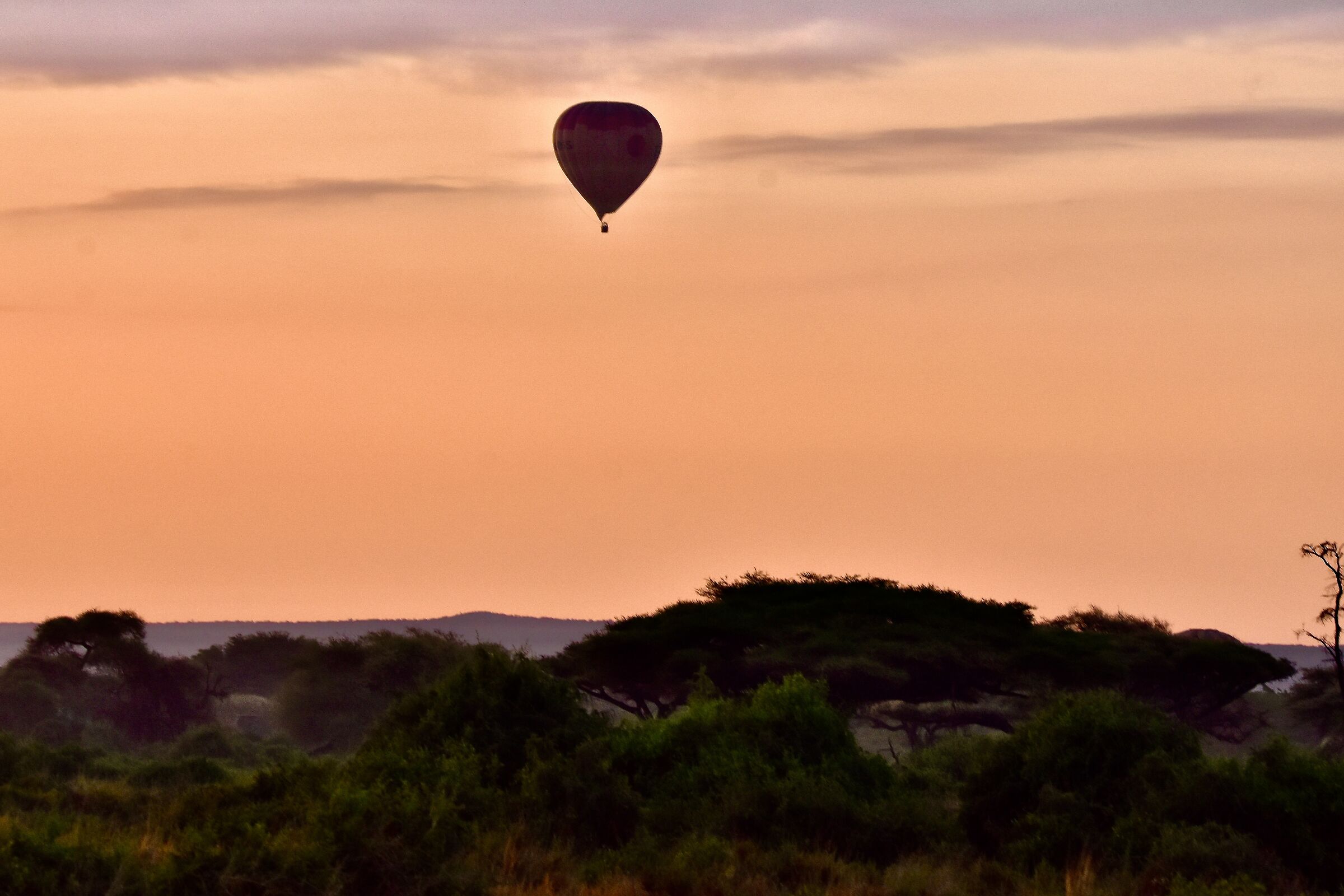 safari dall'alto