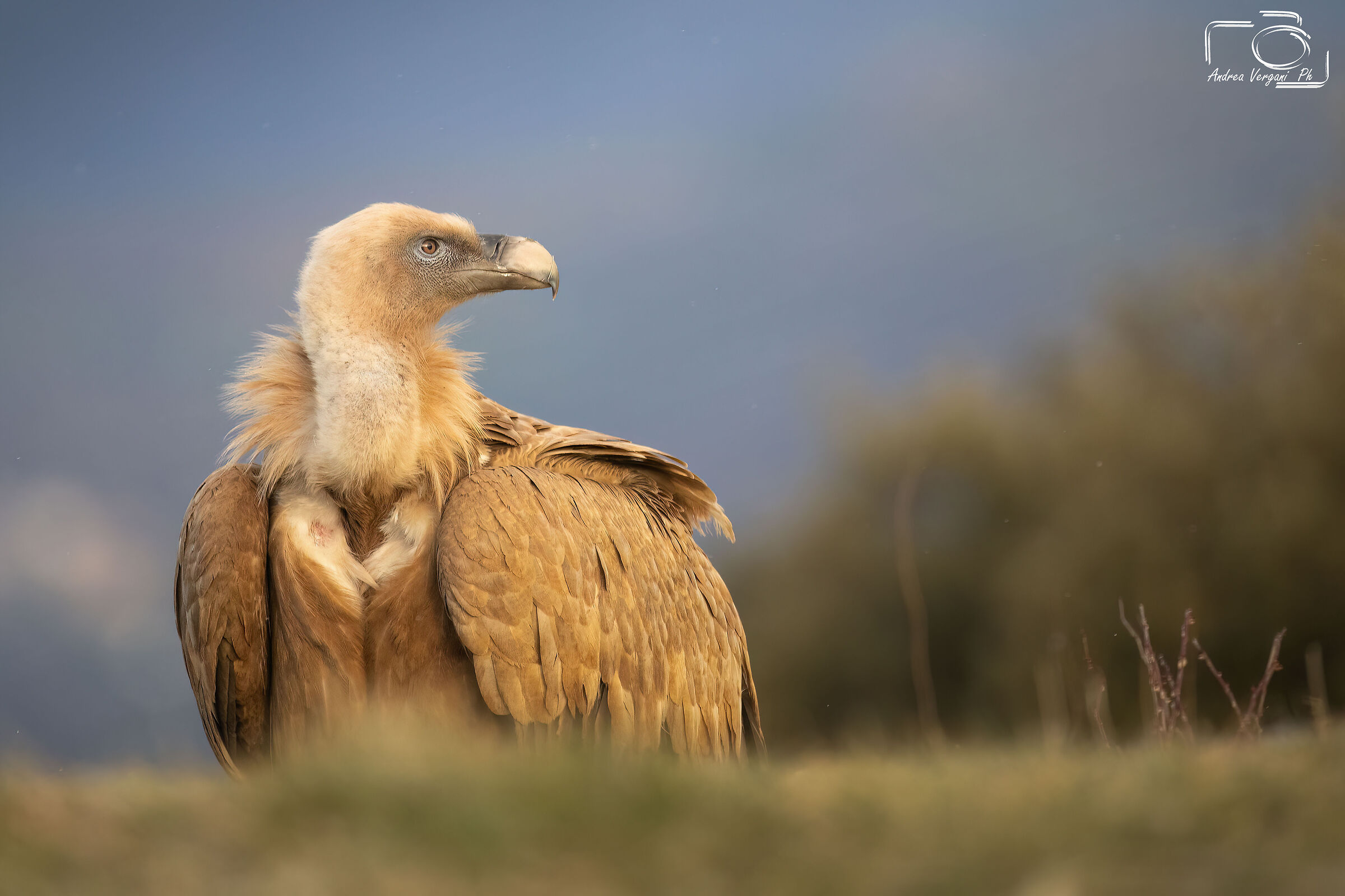Grifone alle prime luci del mattino