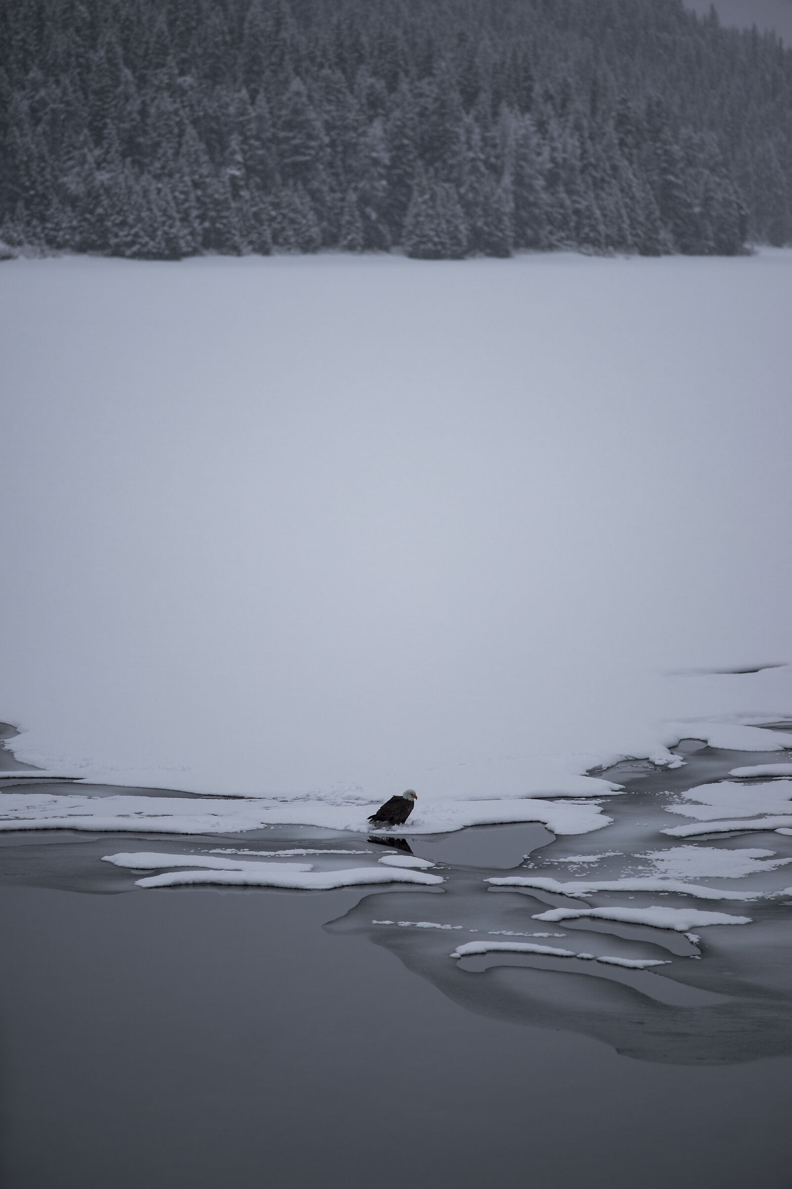 Eagle on ice