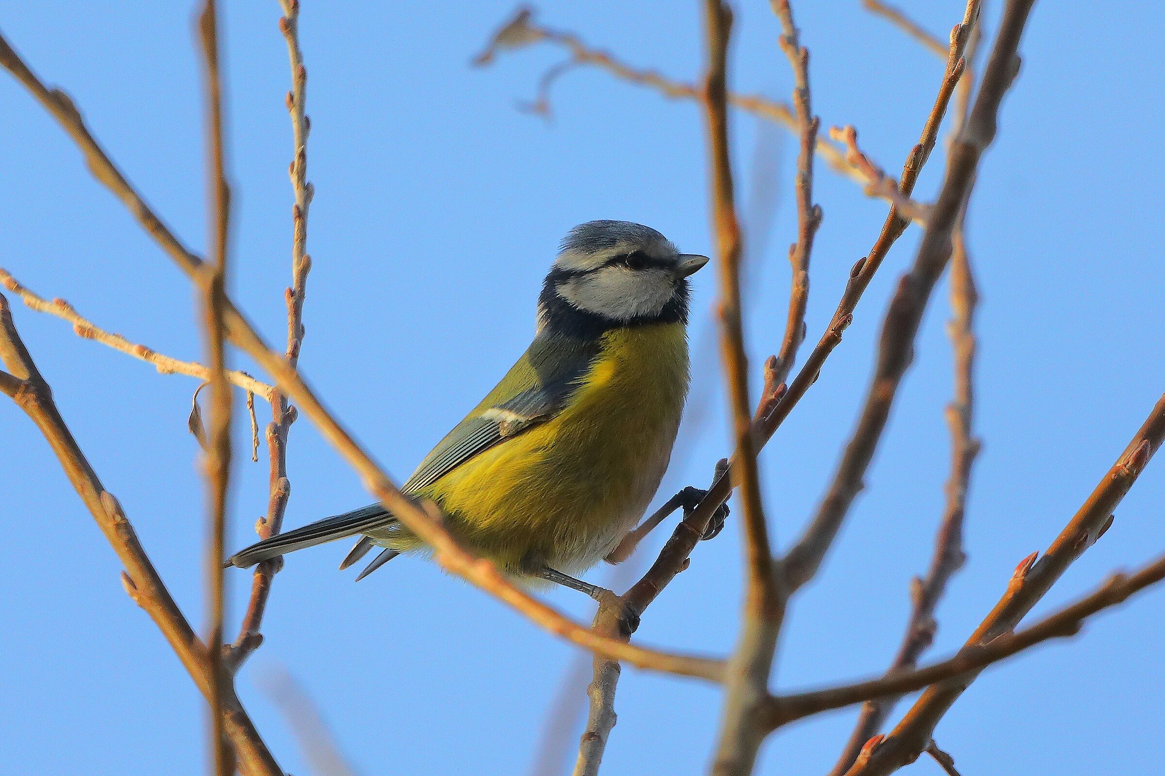Cinciarella 18 dicembre 2024 - 0012