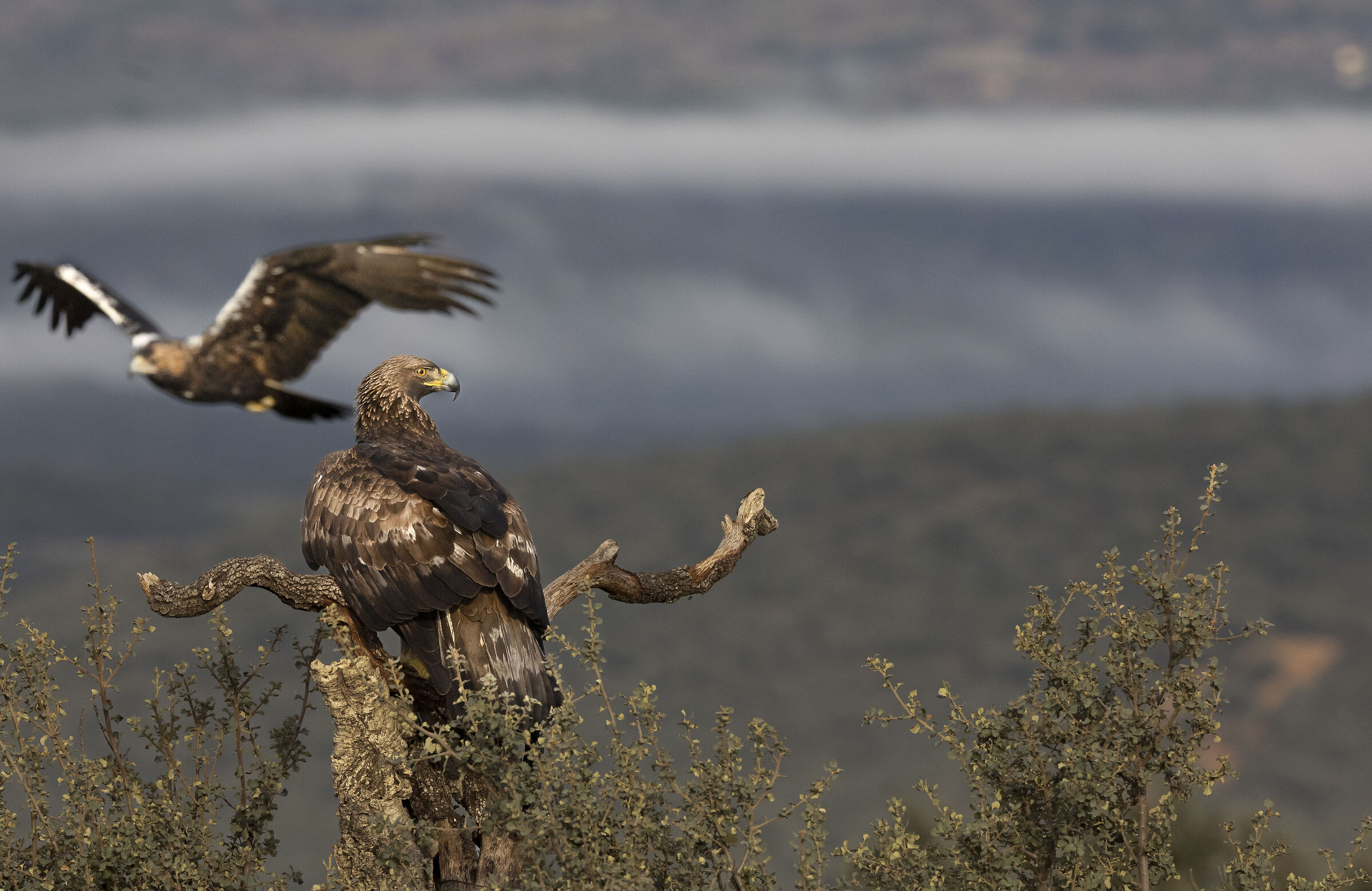 Golden Eagle vs. Imperial Eagle