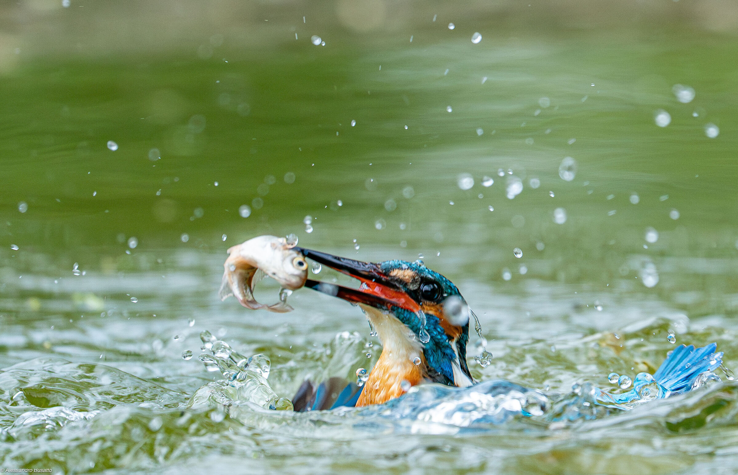 Martino is leaving...