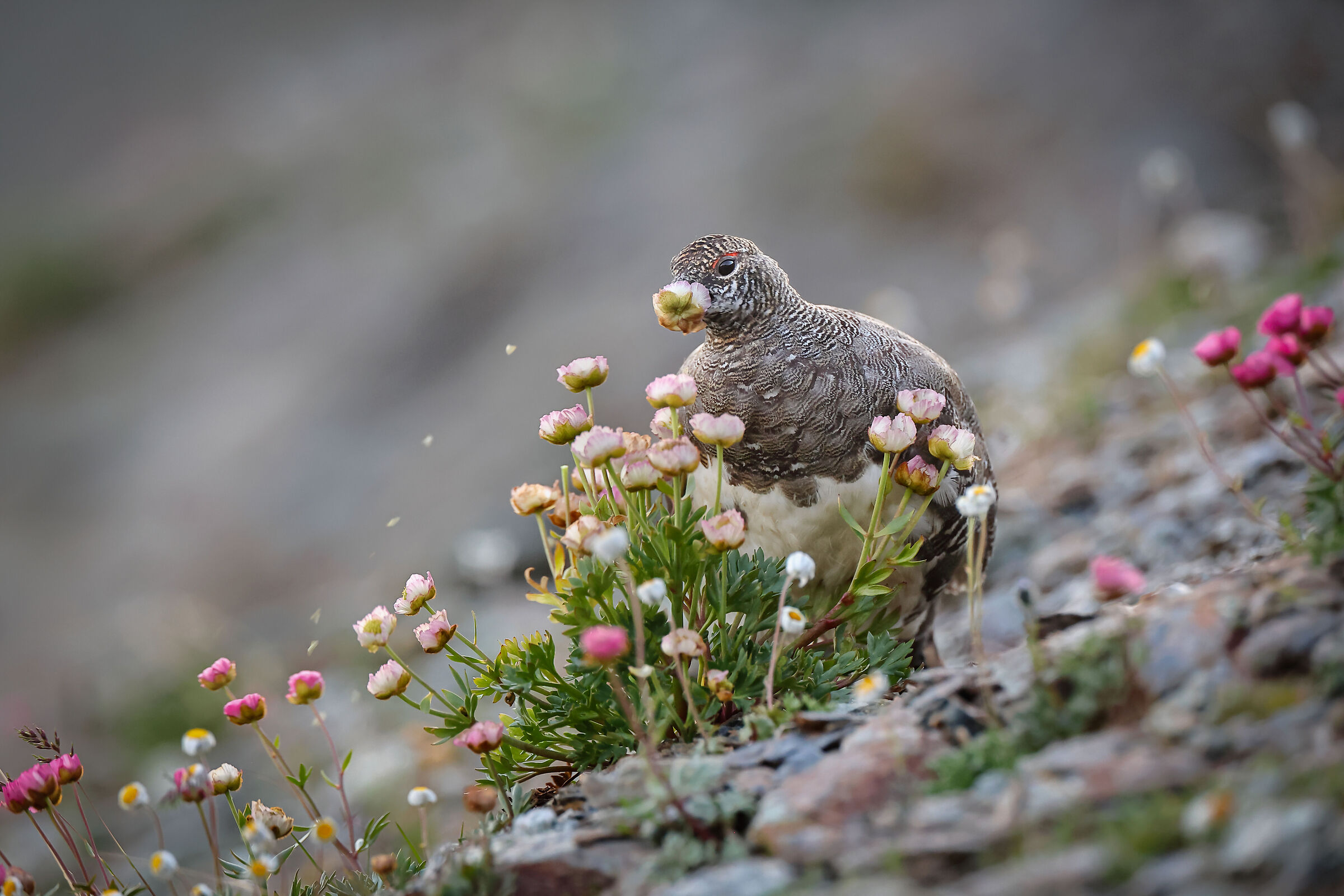 Come è buono questo bocciolo
