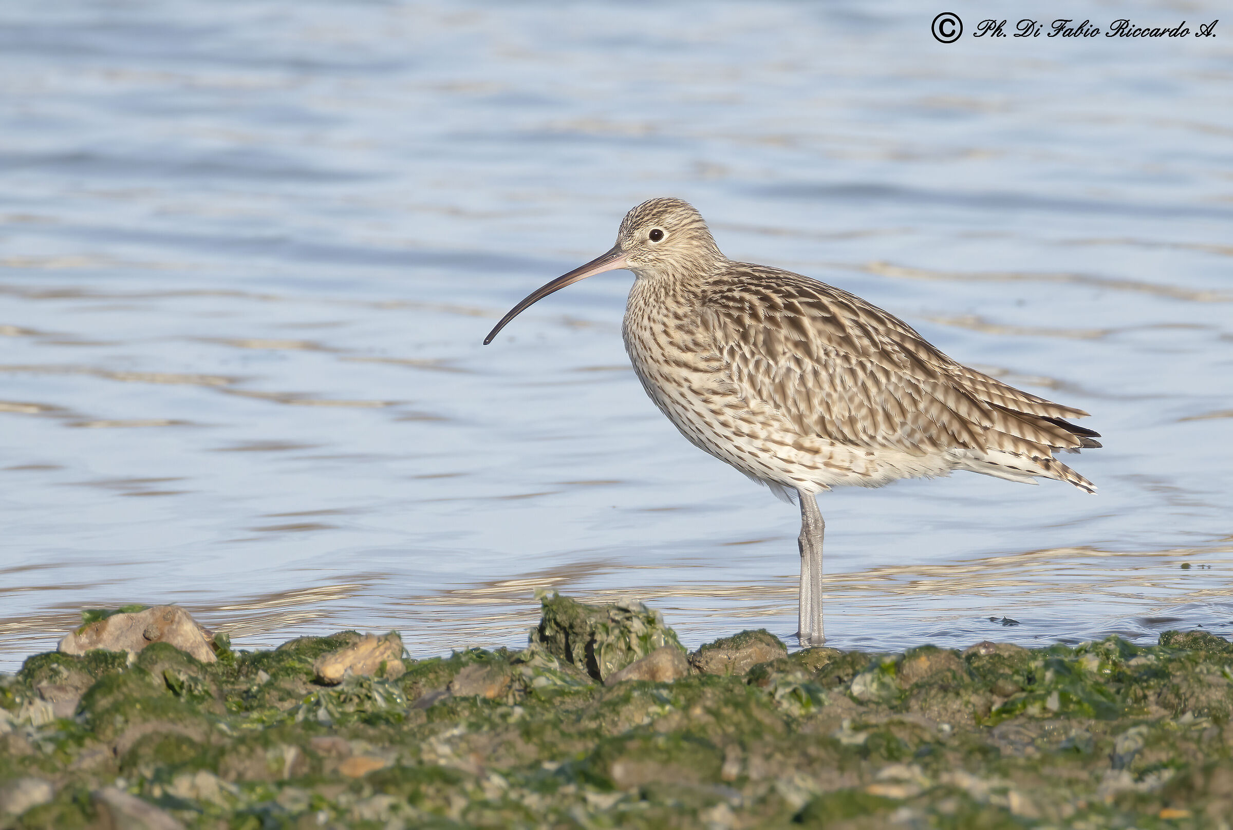 Greater Curlew