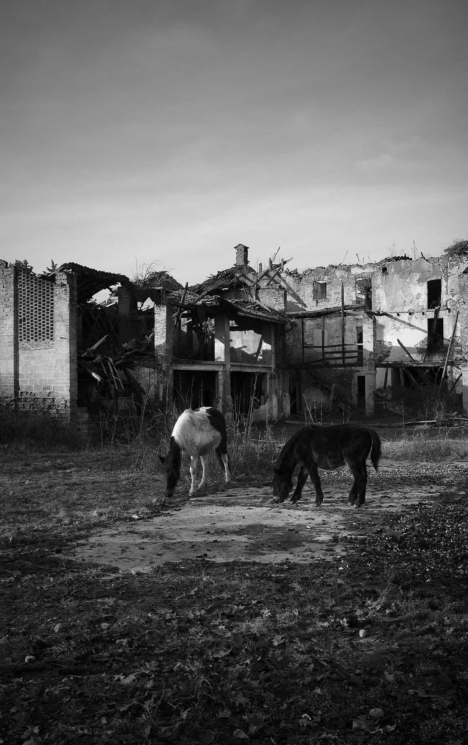 Horses and ruins