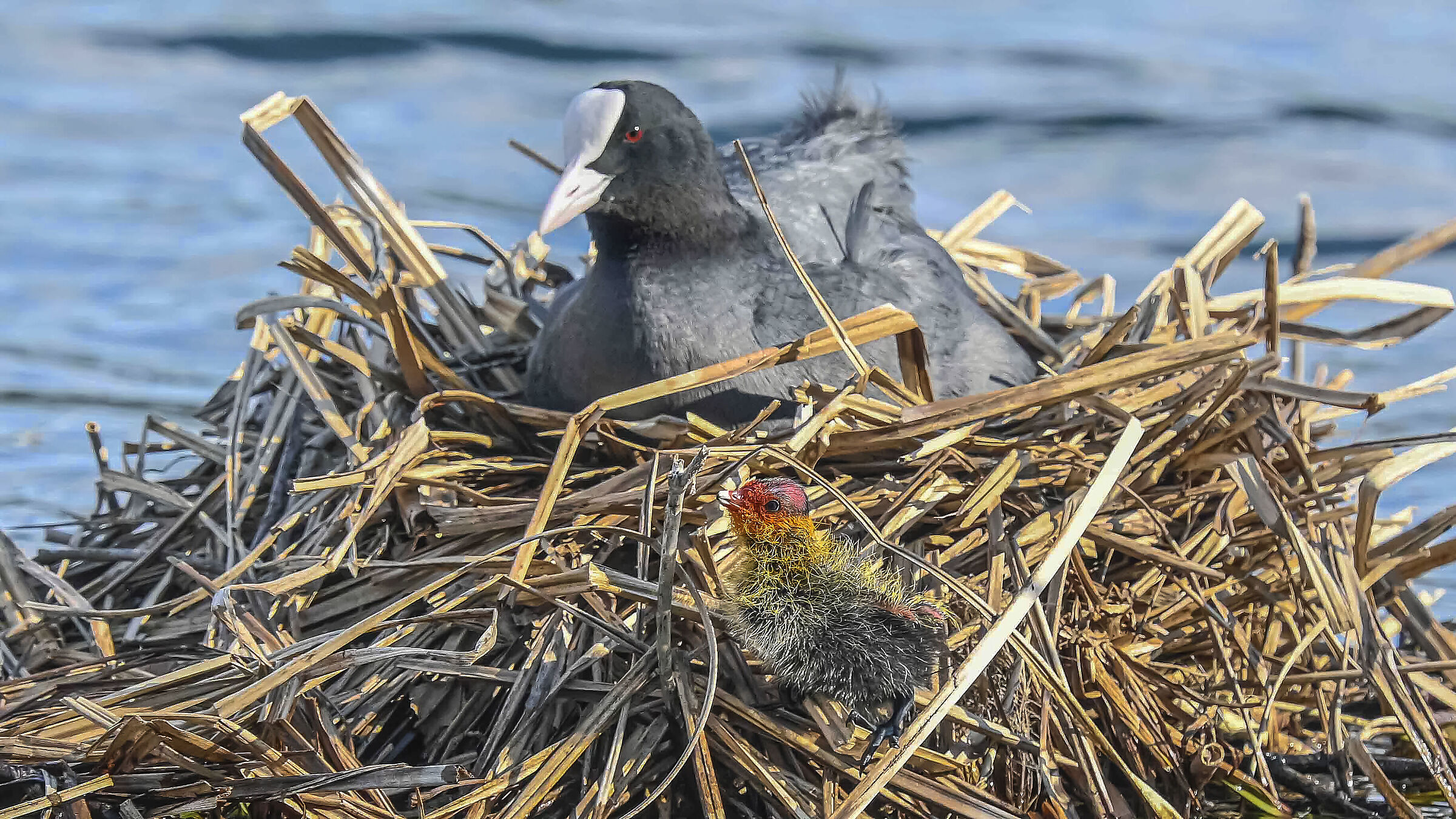 New Generation Coot