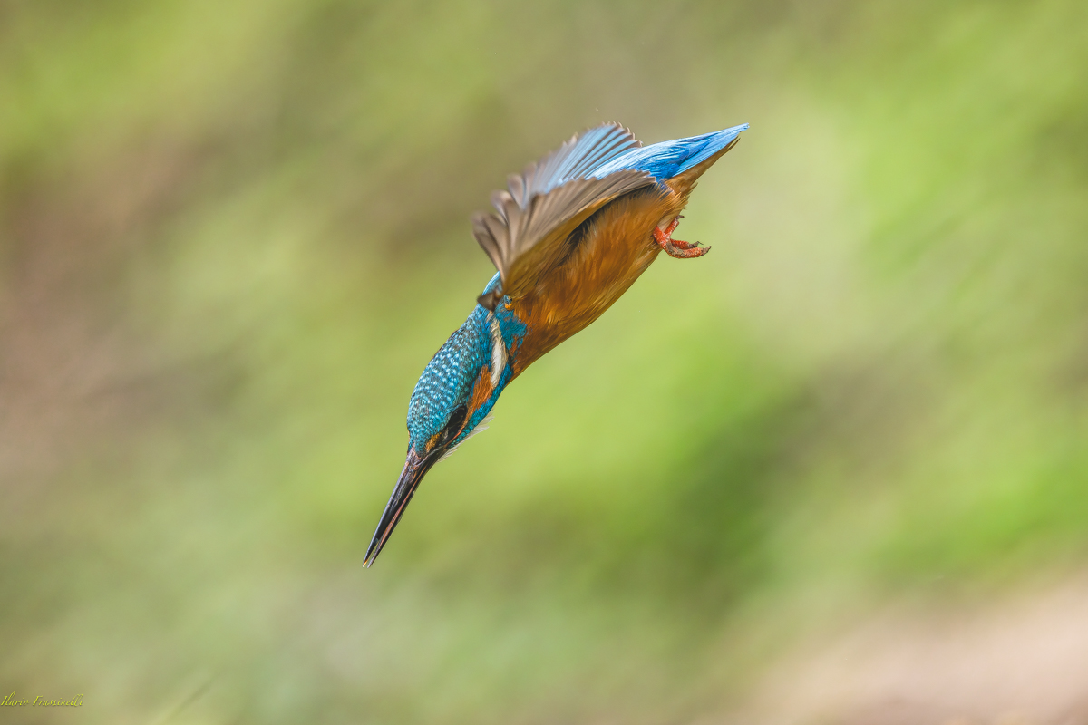 Martin pescatore in picchiata