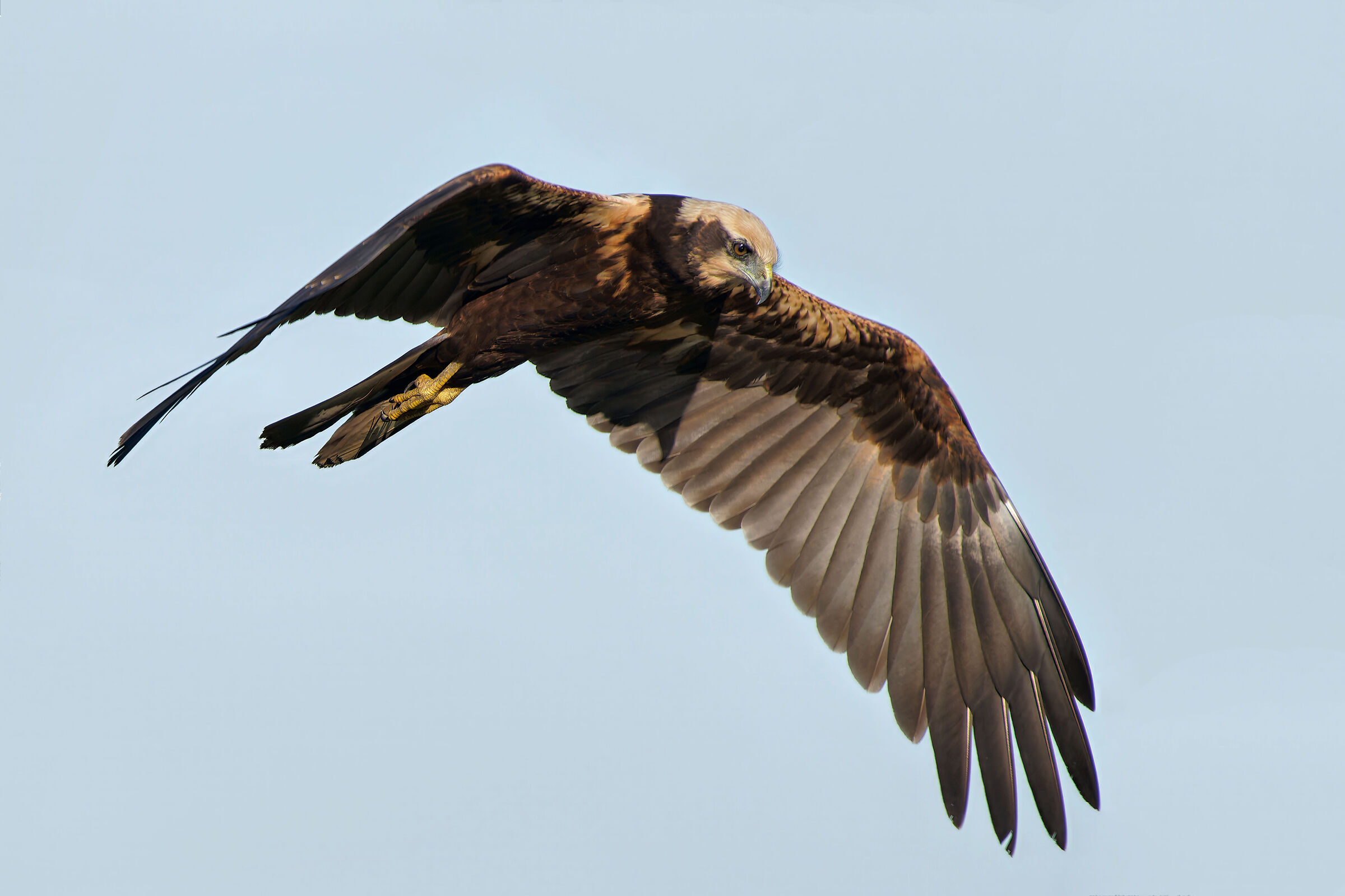Marsh Harrier (Circus aeruginosus)