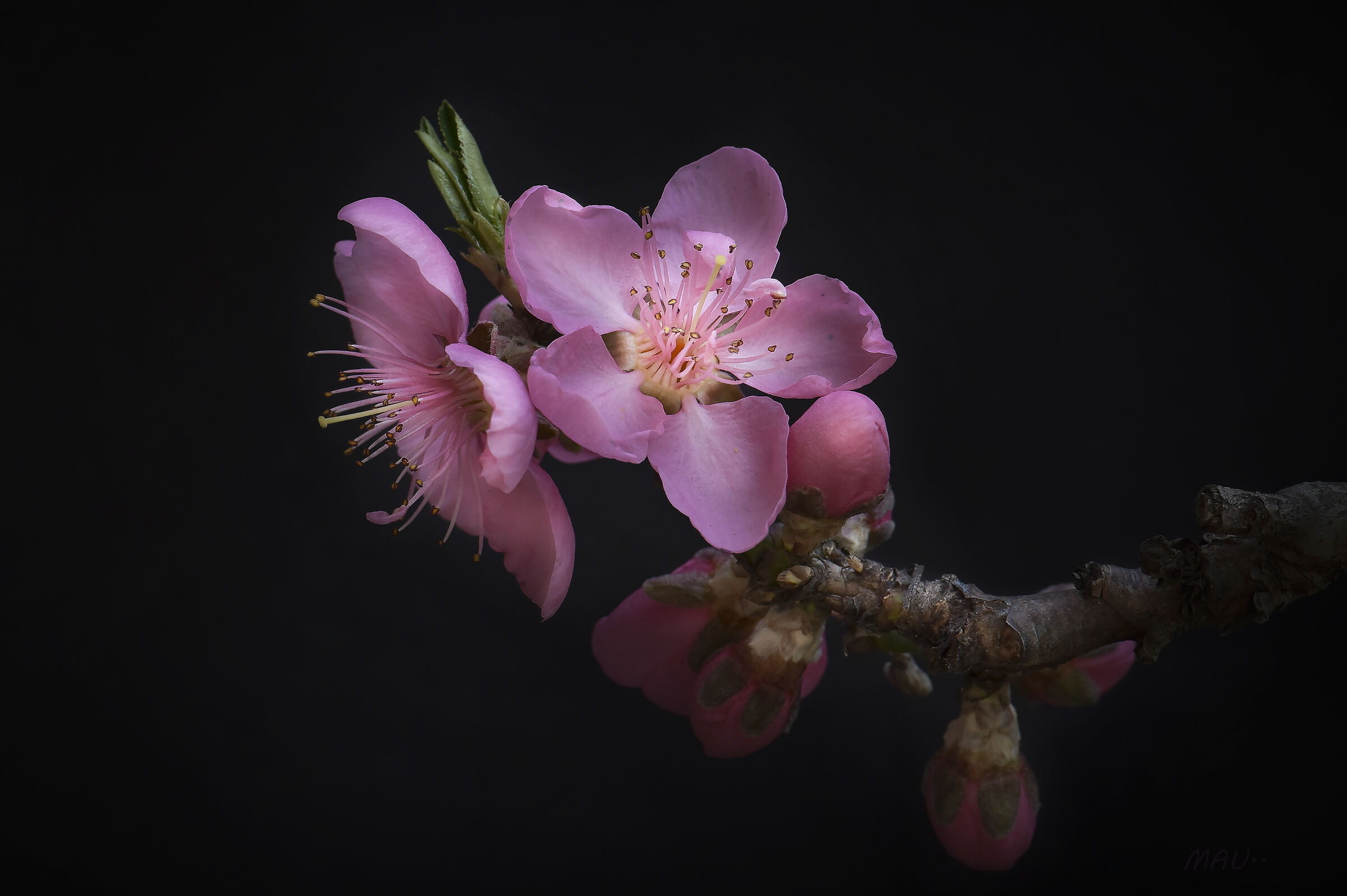 Pink Flowers - Peach Blossoms