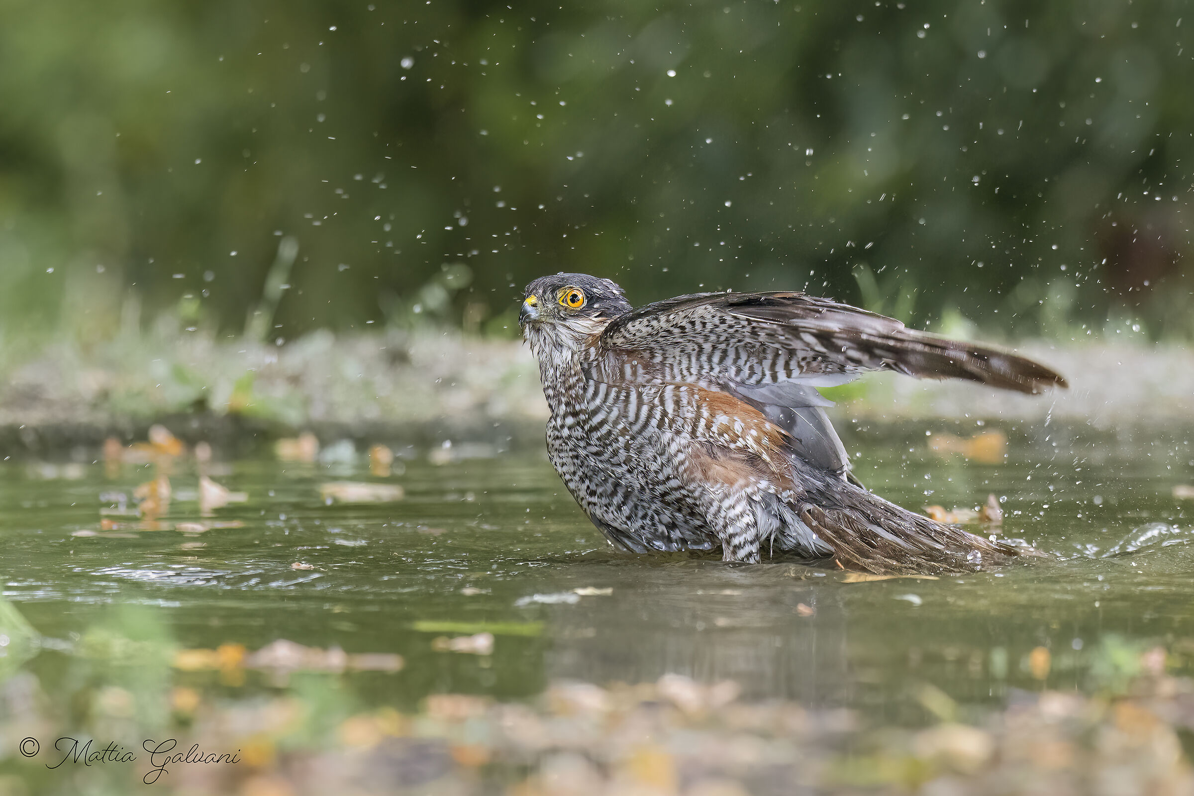 The Sparrowhawk's bath