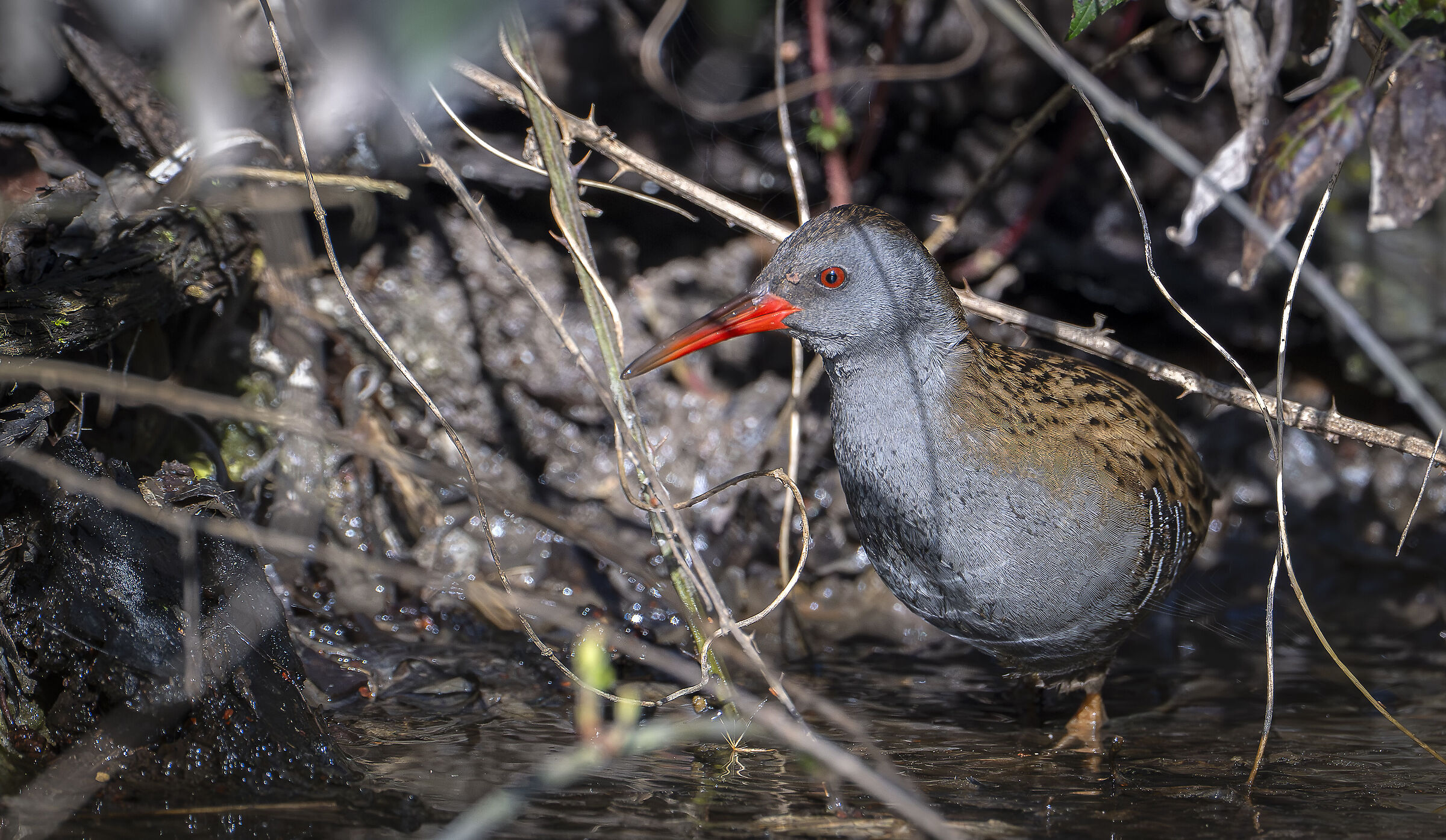 Water rail