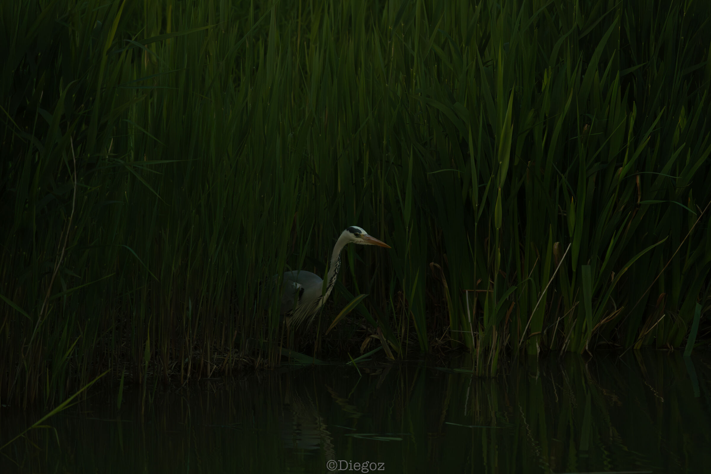 Half Liminal
