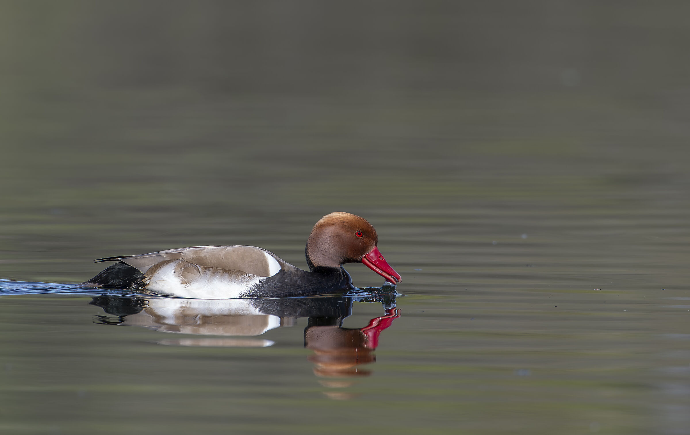 Red-crested pochard