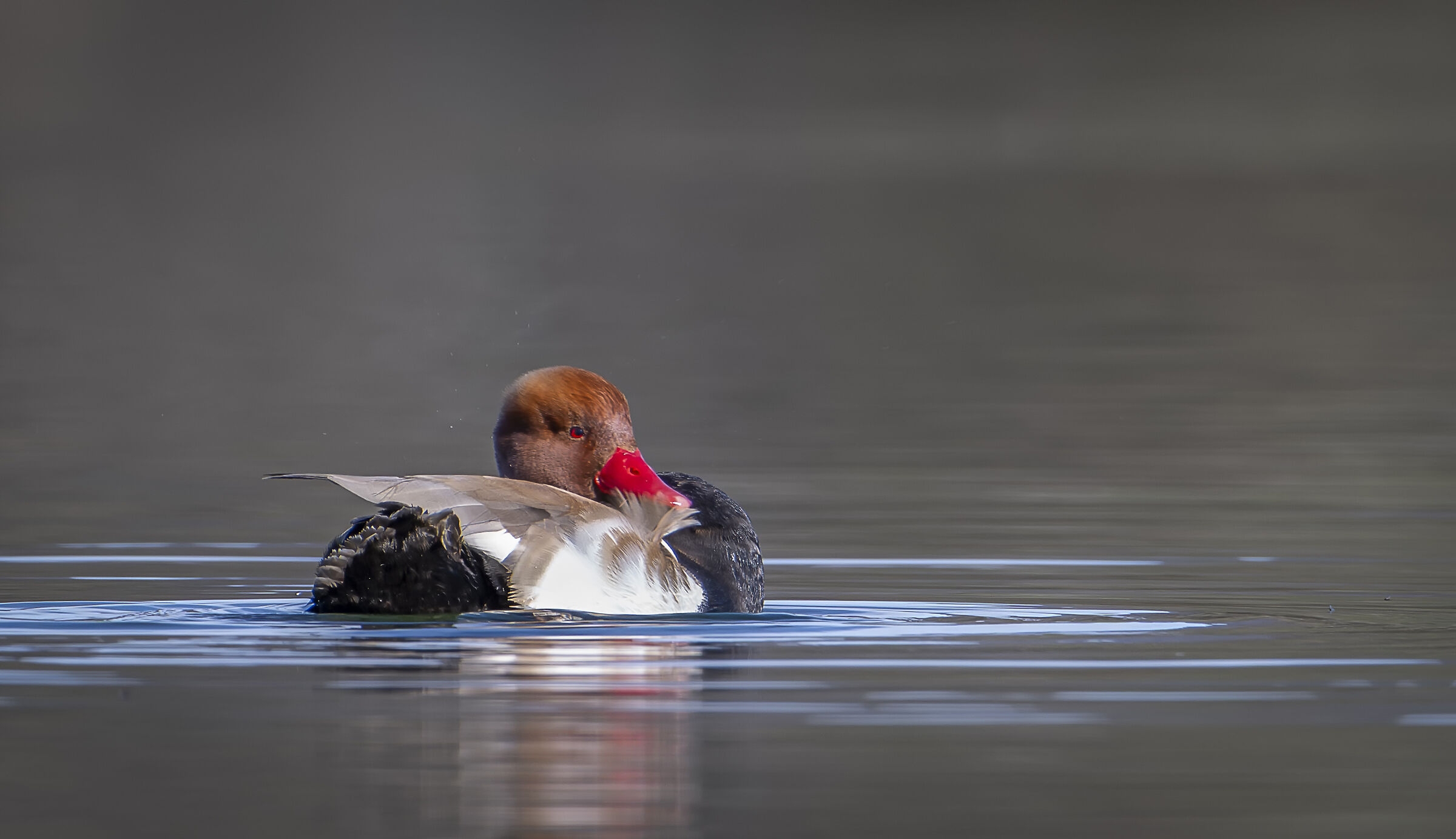 Red-crested pochard