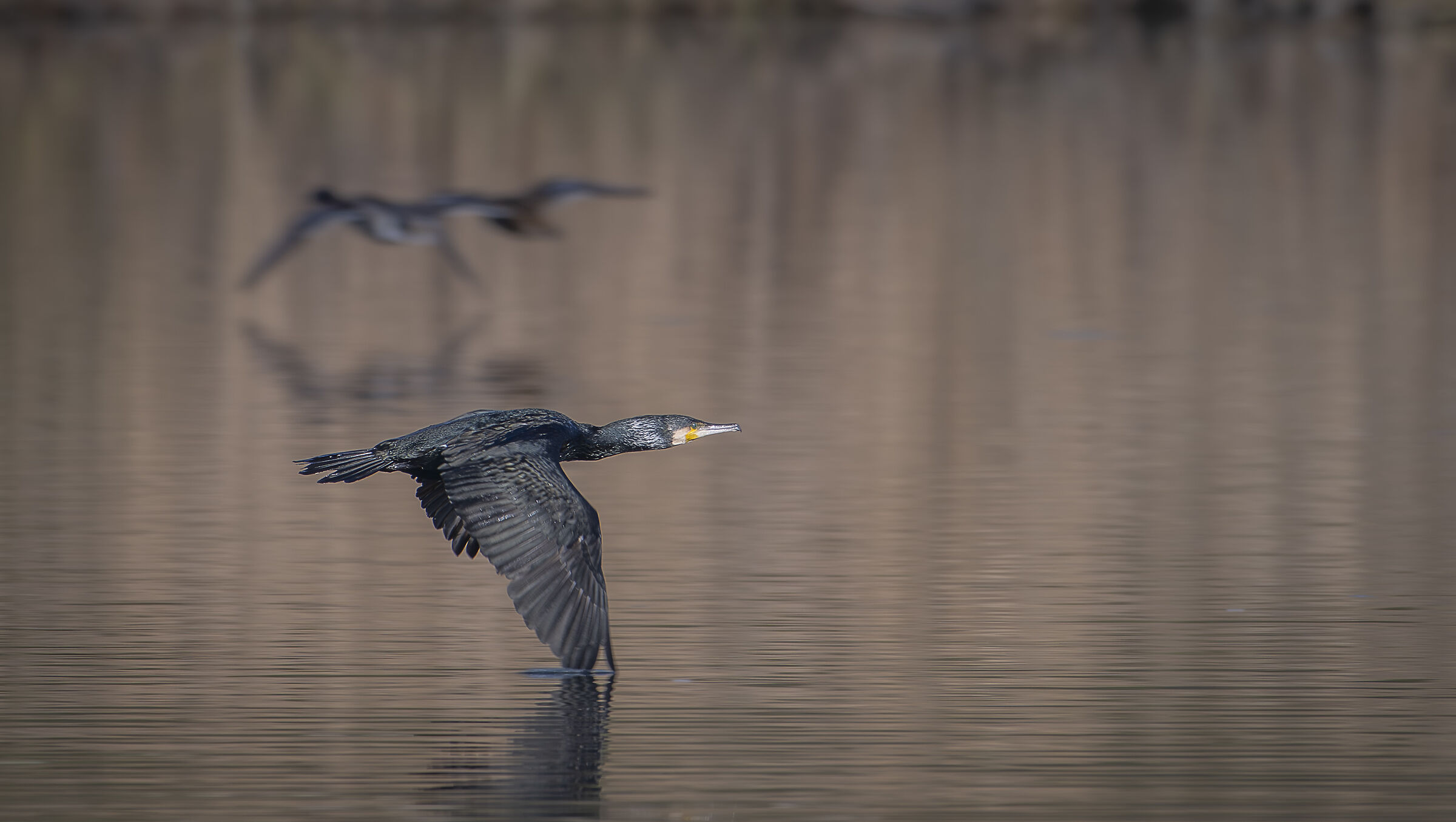 Cormorant in flight