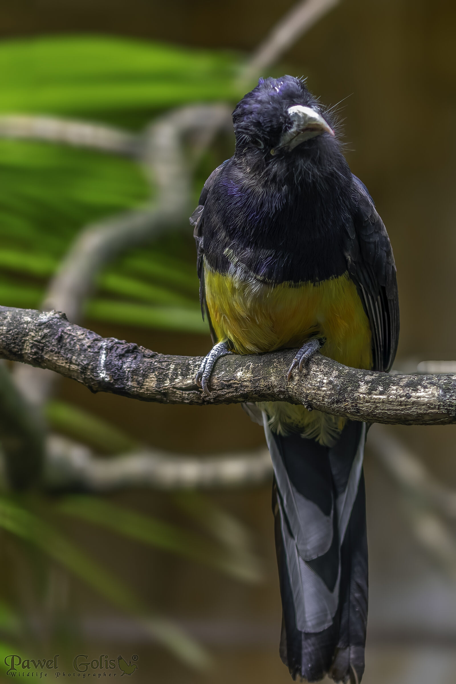 White-tailed trogon ( Trogon chionurus)