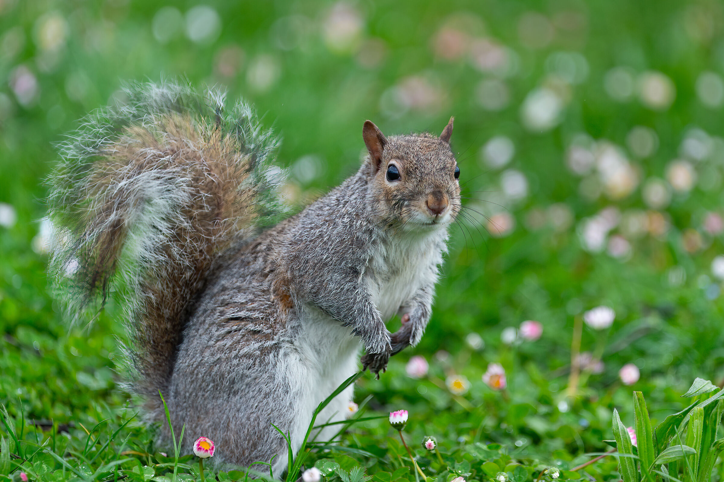 Scoiattolo Grigio - Turin