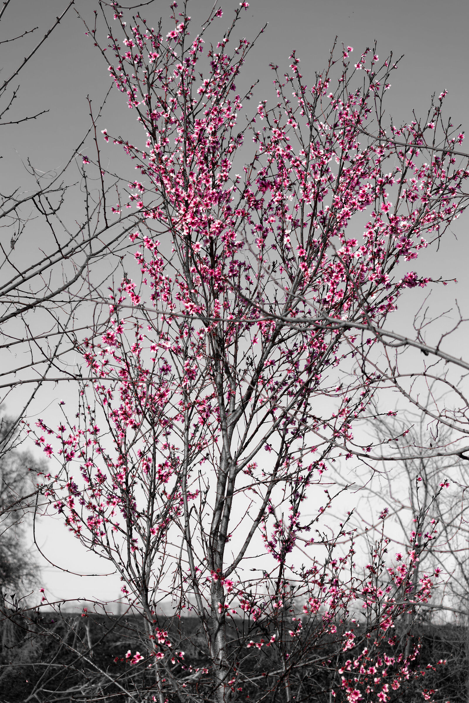 Cherry Blossoms