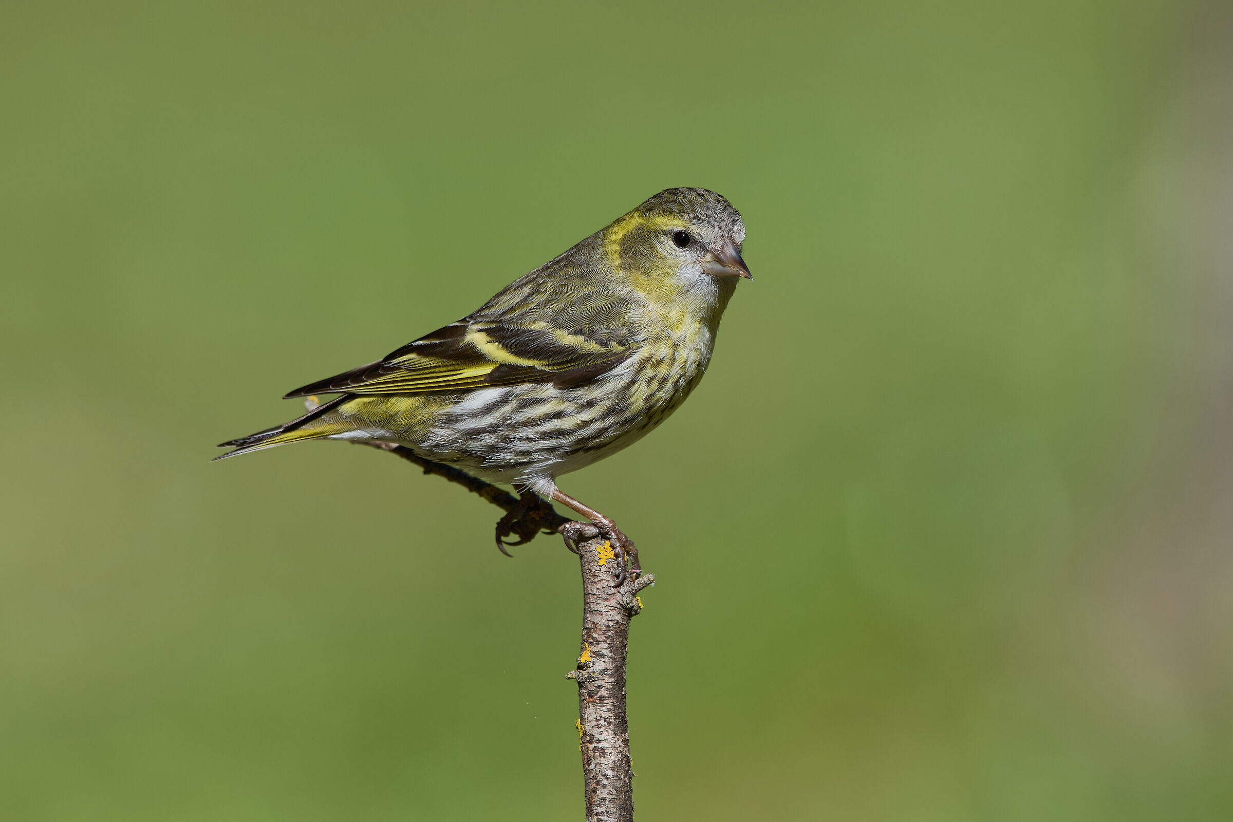 Lucherino eurasiatico
