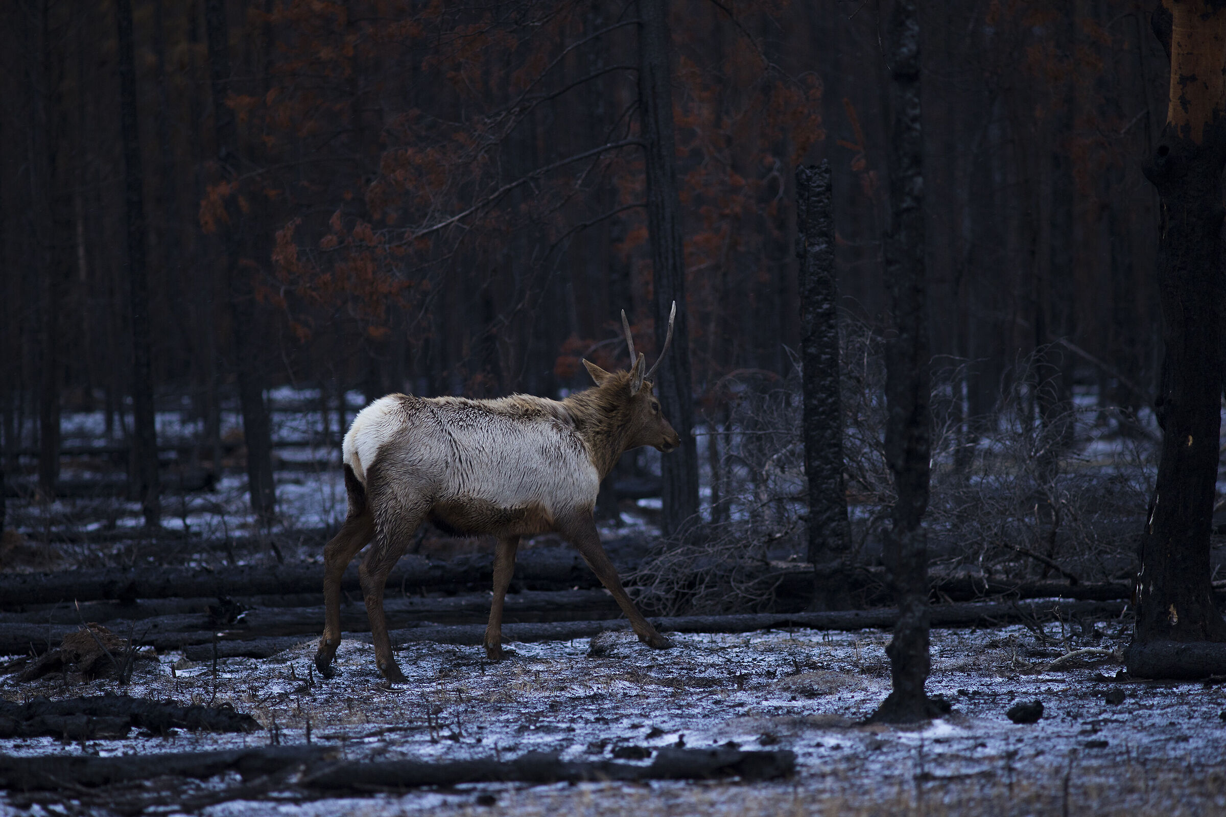 Walking in the Burnt Forest 2