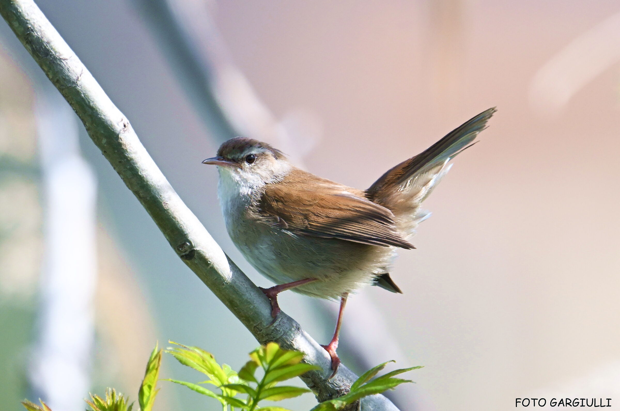 River nightingale