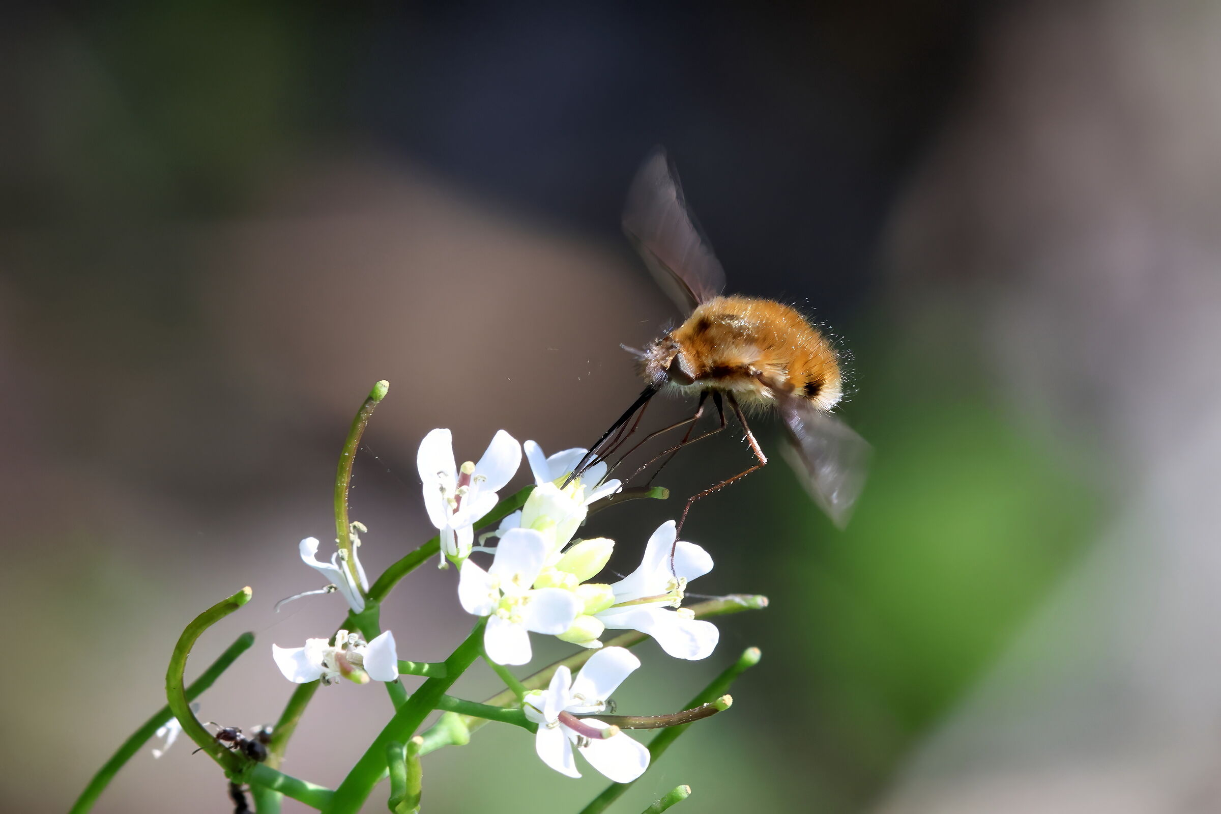 Bombylius major