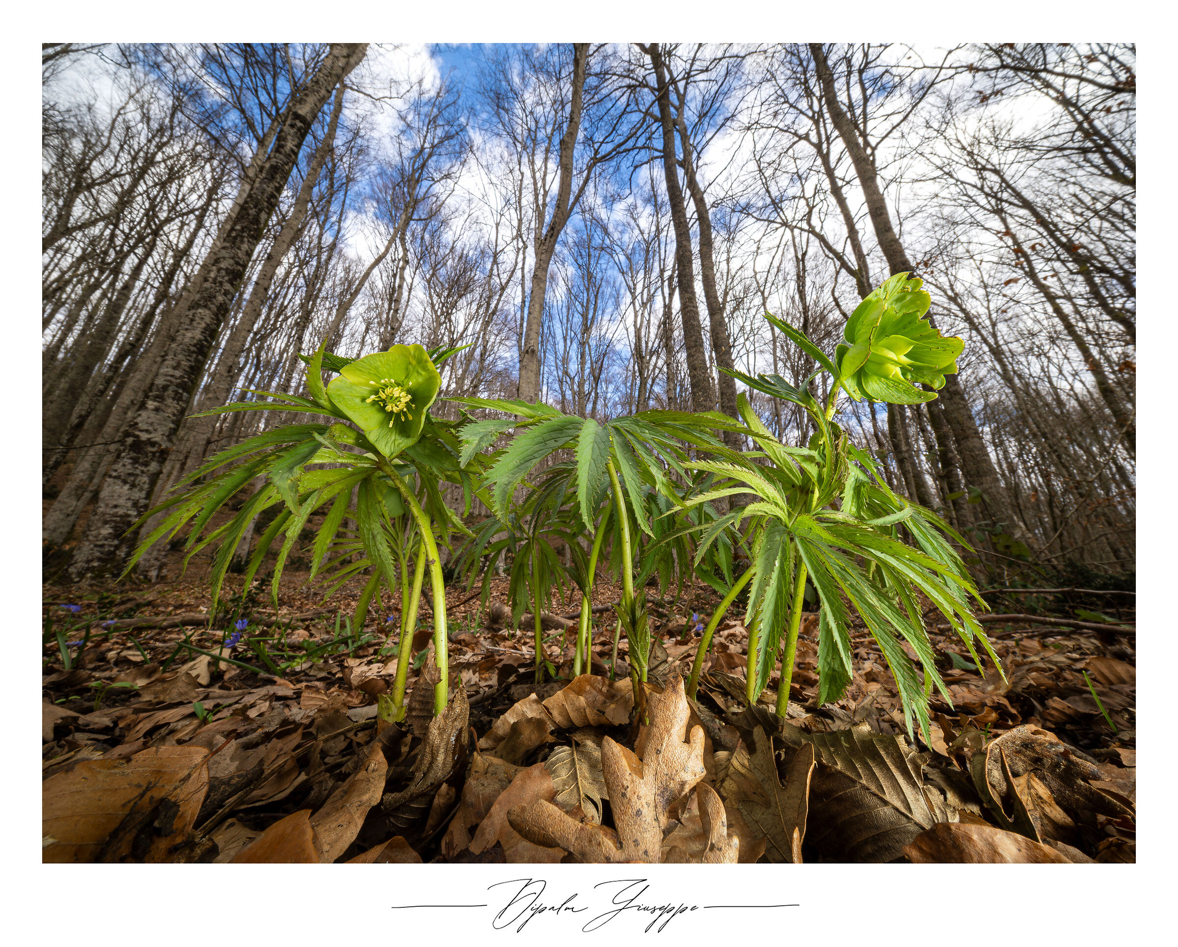 Helleborus viridis