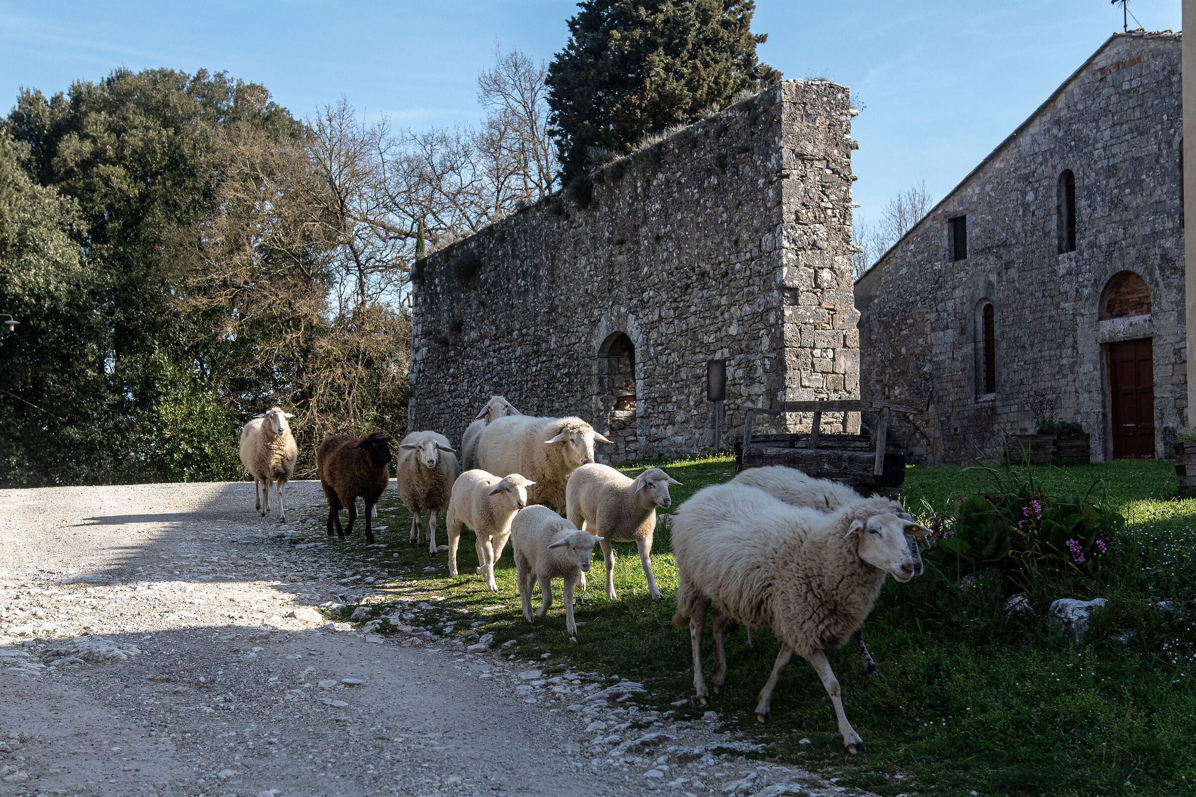 Pieve di Marmoraia con passaggio di pecore - Toscana