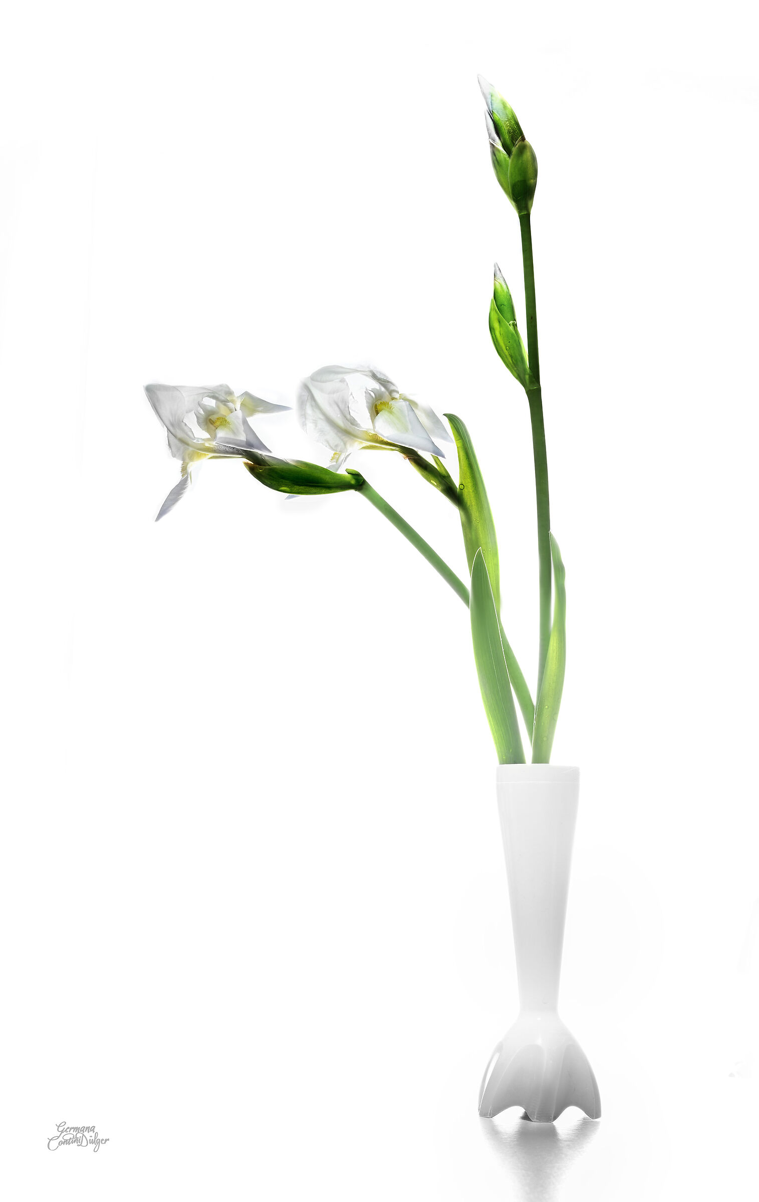 Iris bianco in "vaso"