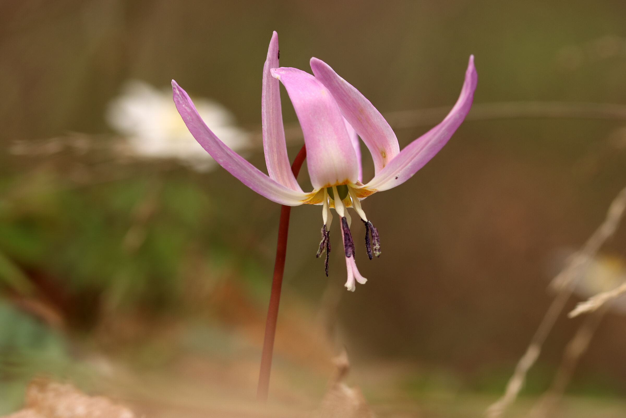 Dogtooth - a beautiful flower