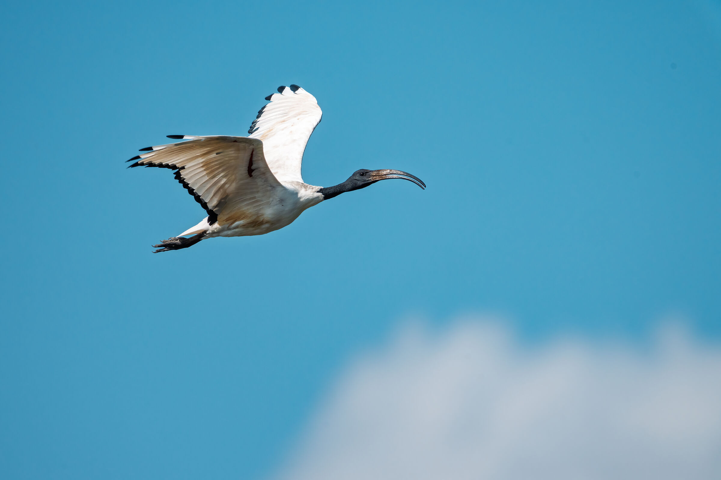 Sony FE 400-800 + 1.4. mm1120