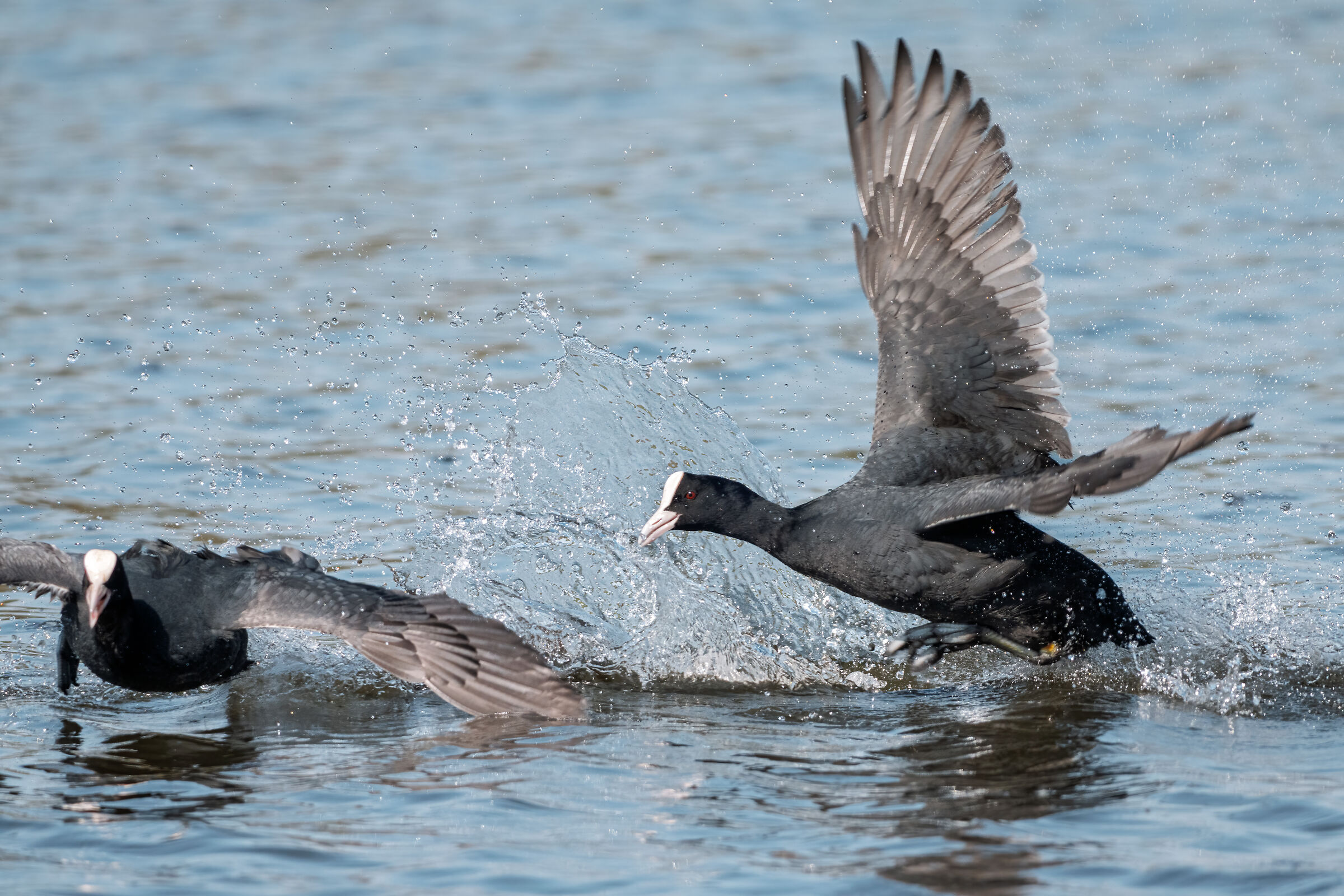 Sony FE 400-800 + 1.4mm 1120