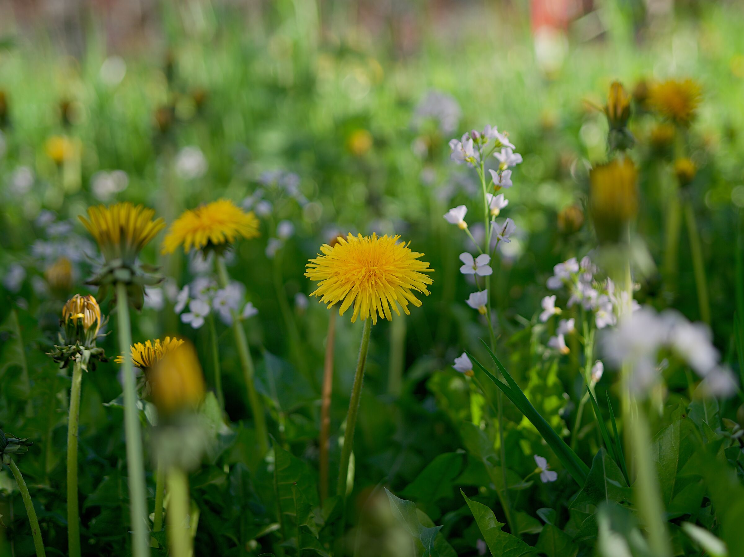 Primavera