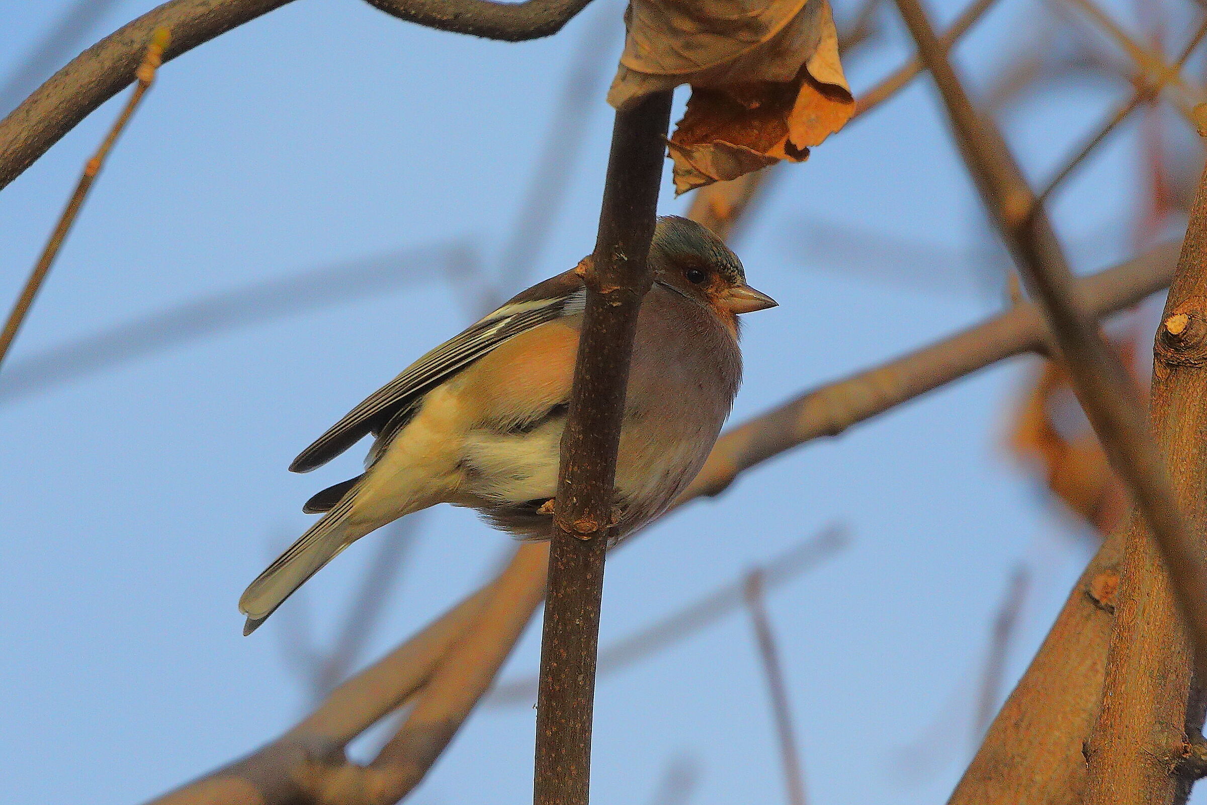 Fringuello 18 dicembre 2024 - 0032