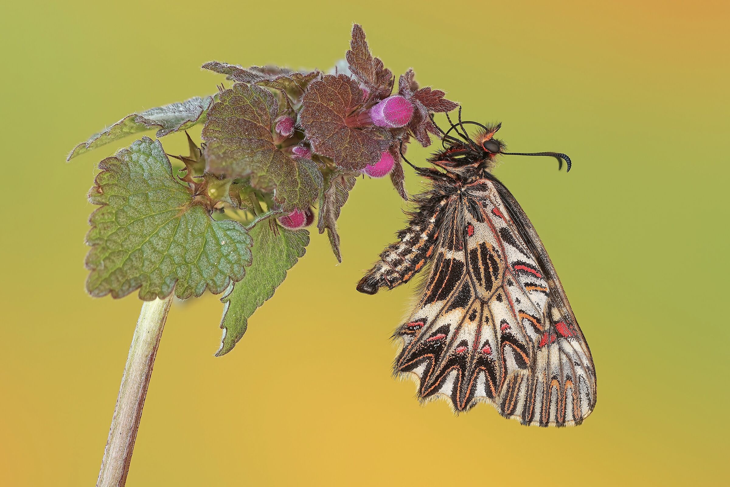 Zerynthia polyxena