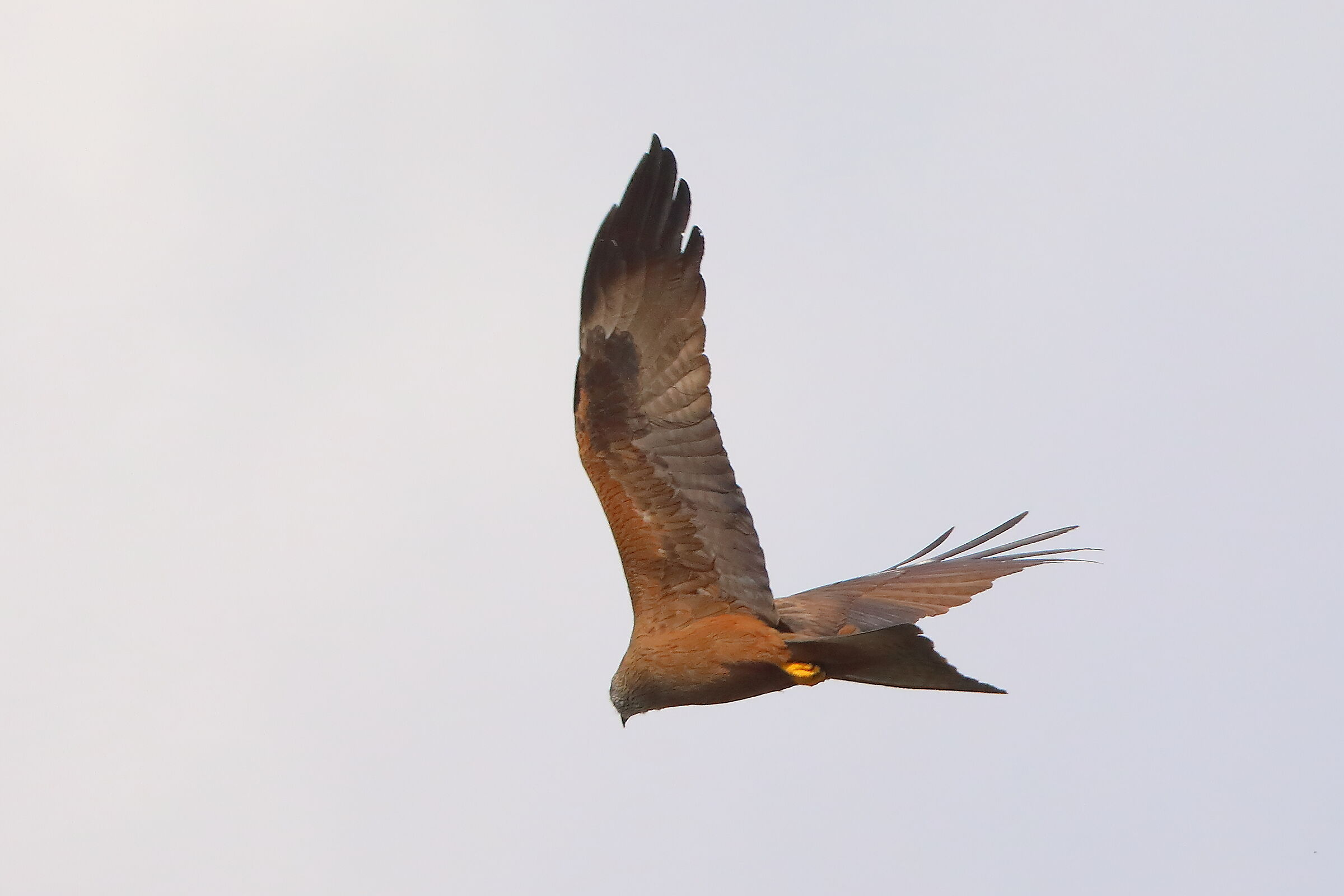 Nibbio bruno 29 marzo 2025 - 0040