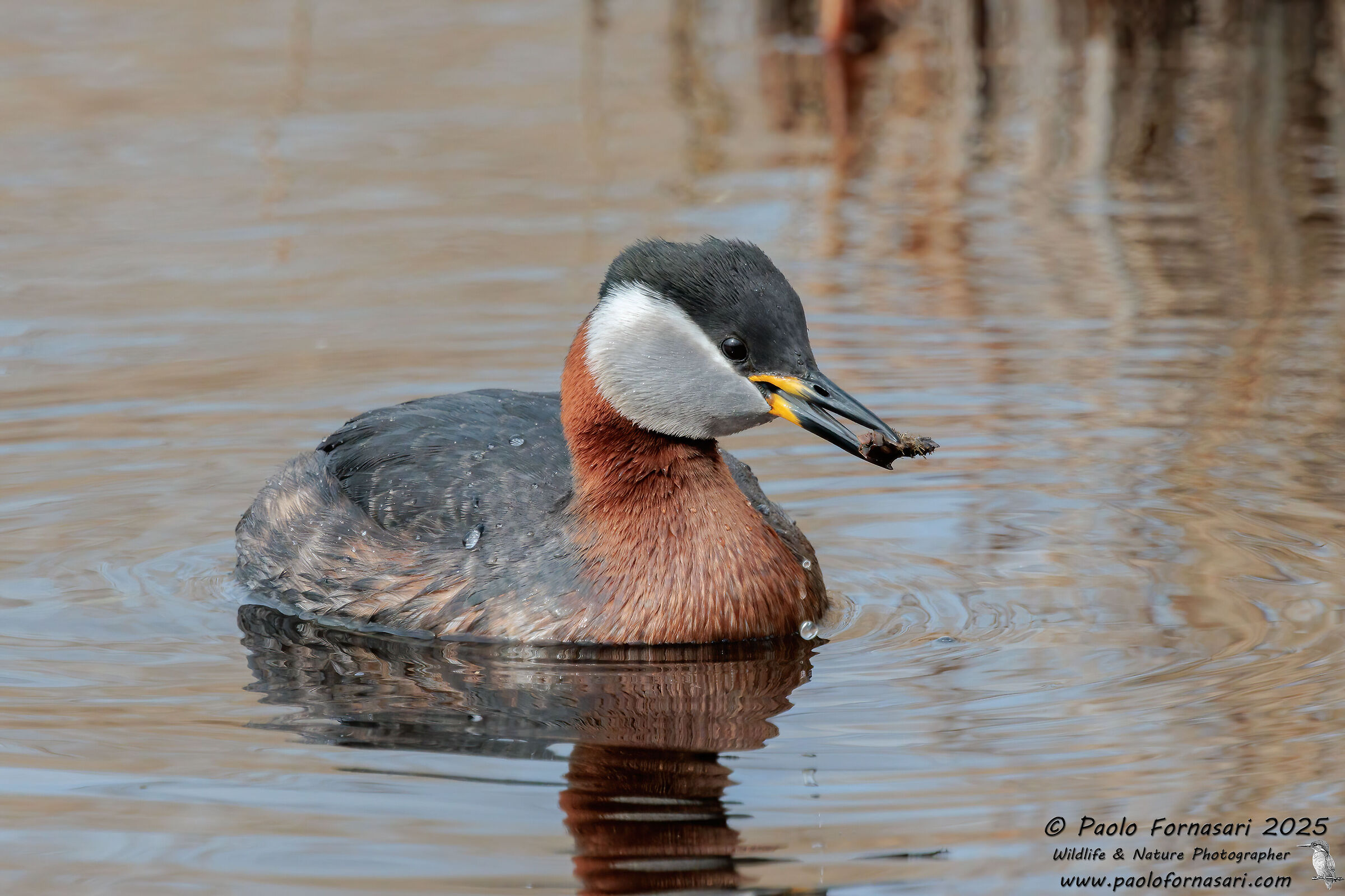Red-necked Grebe (Podiceps grisegna)