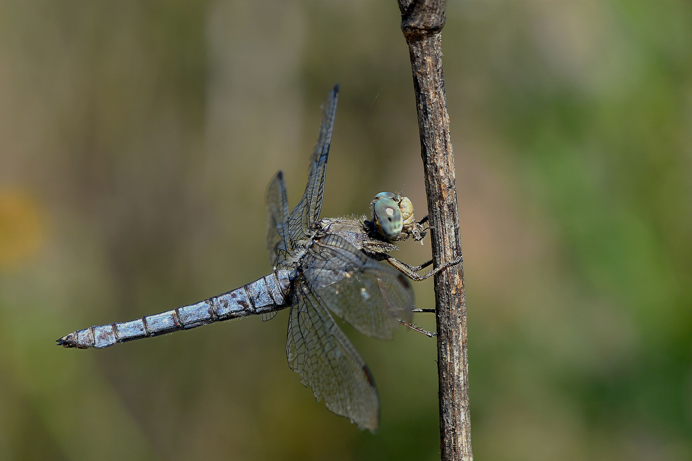 Frecciazzurra celeste - Orthetrum brunneum (Fonscolombe