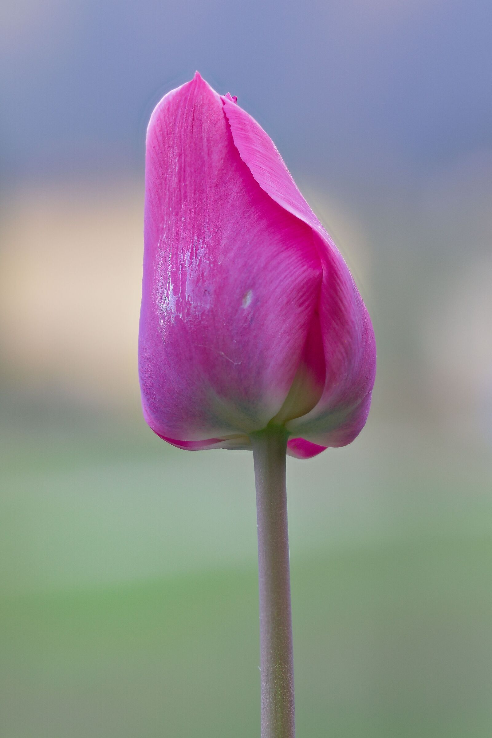 Tulip
