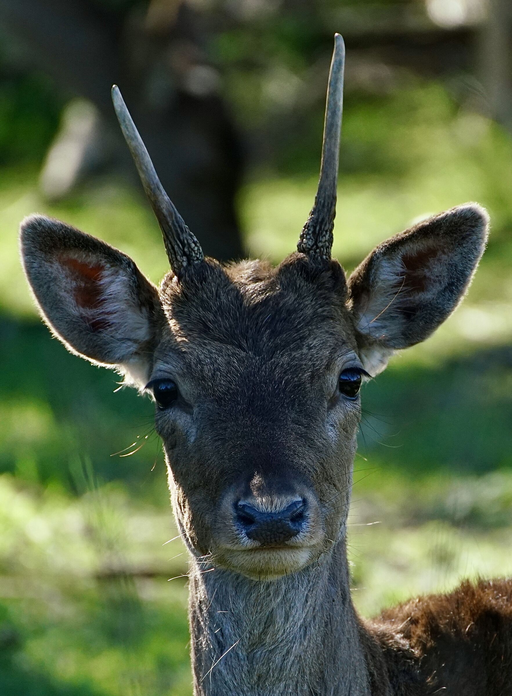 Volano deer
