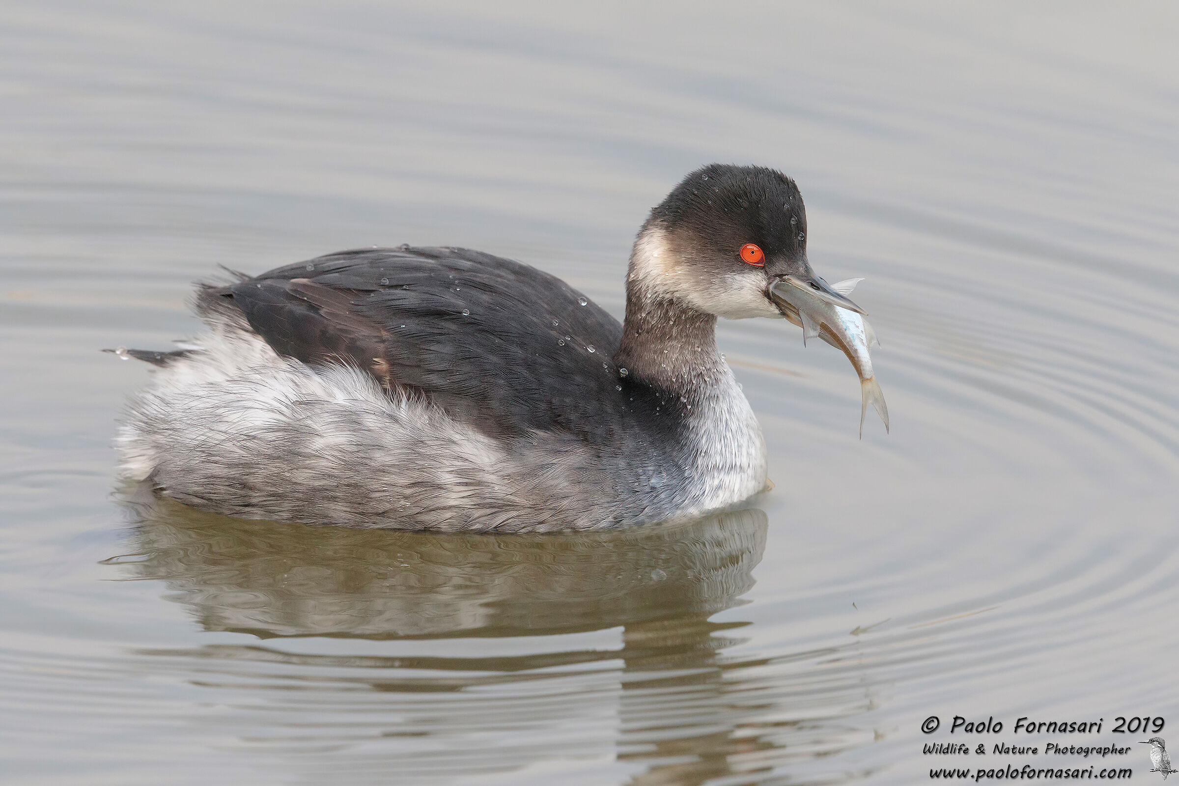 Little Grebe (Podiceps nigricollis)